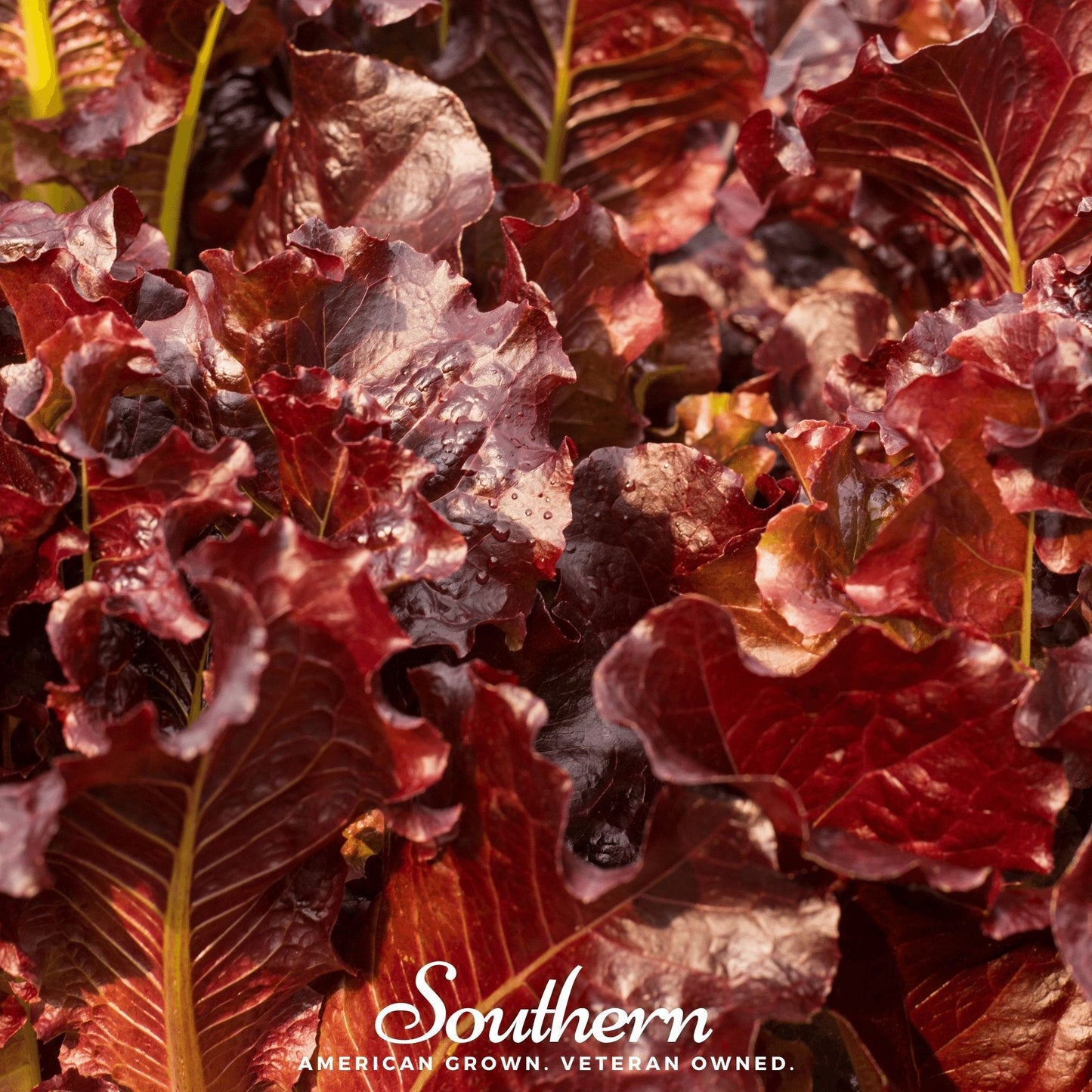 Close-up of red leafy lettuce with 'Southern' brand logo and text.