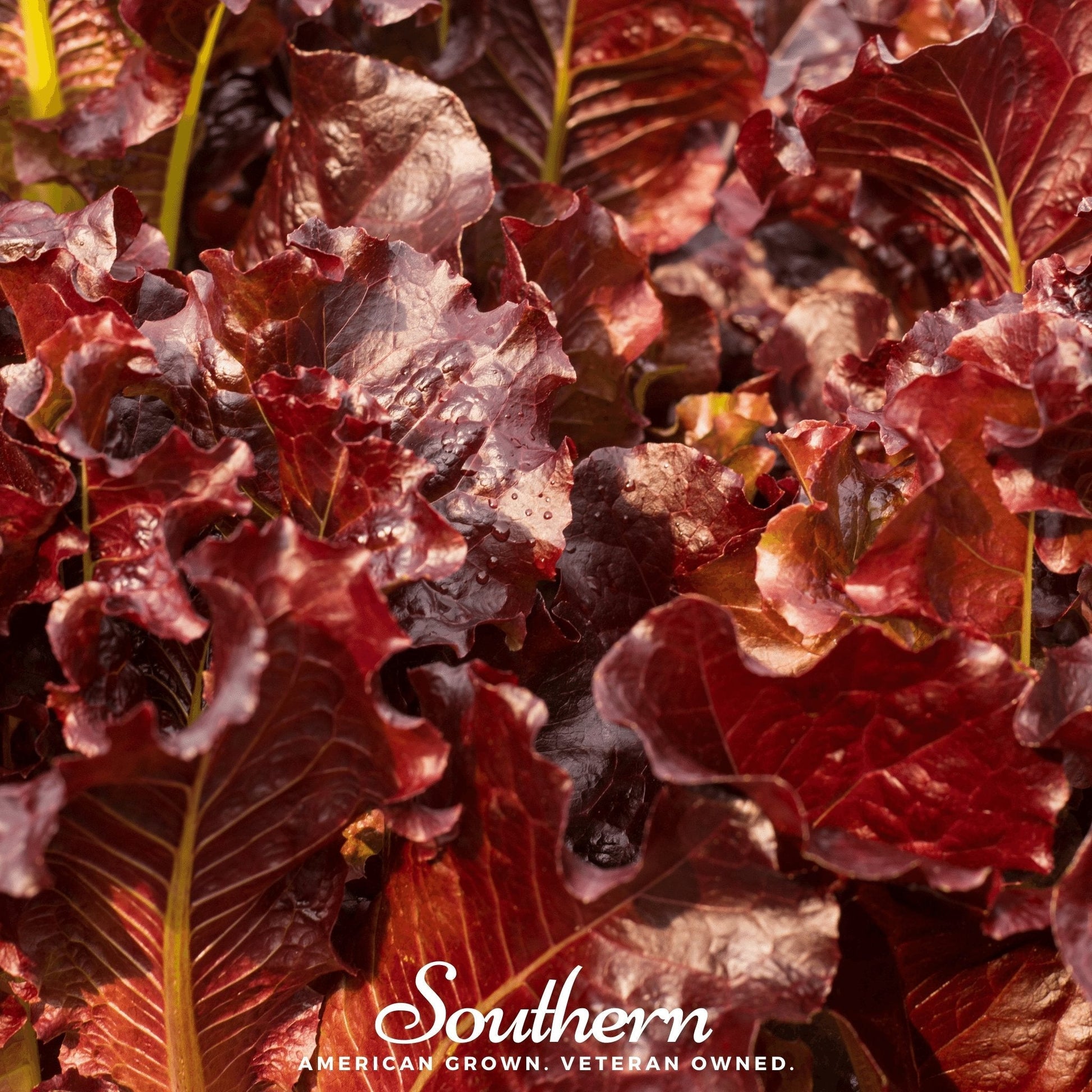 Close-up of red leafy lettuce with 'Southern' brand logo and text.
