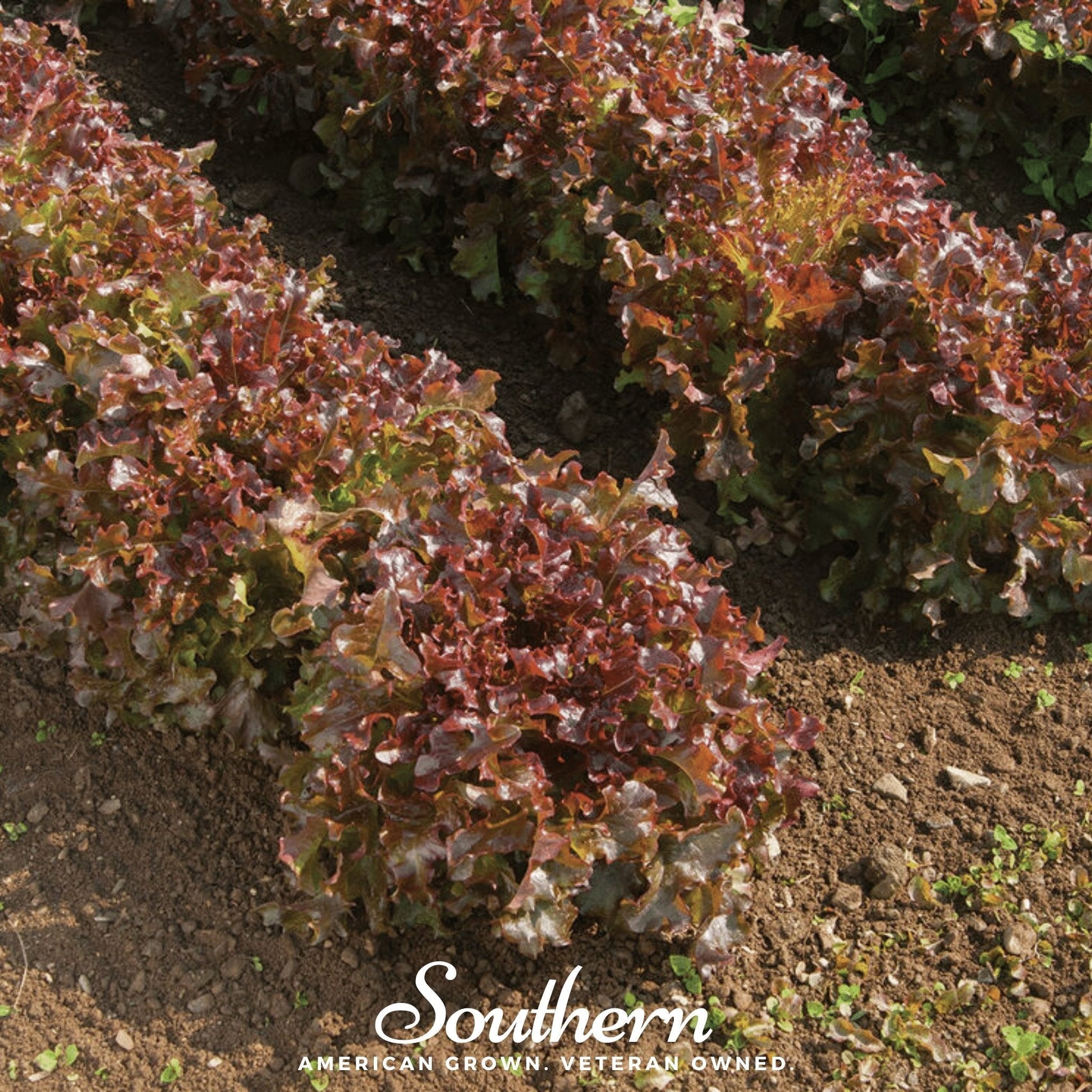 Red and green leafy lettuce plants growing in soil with 'Southern' branding.