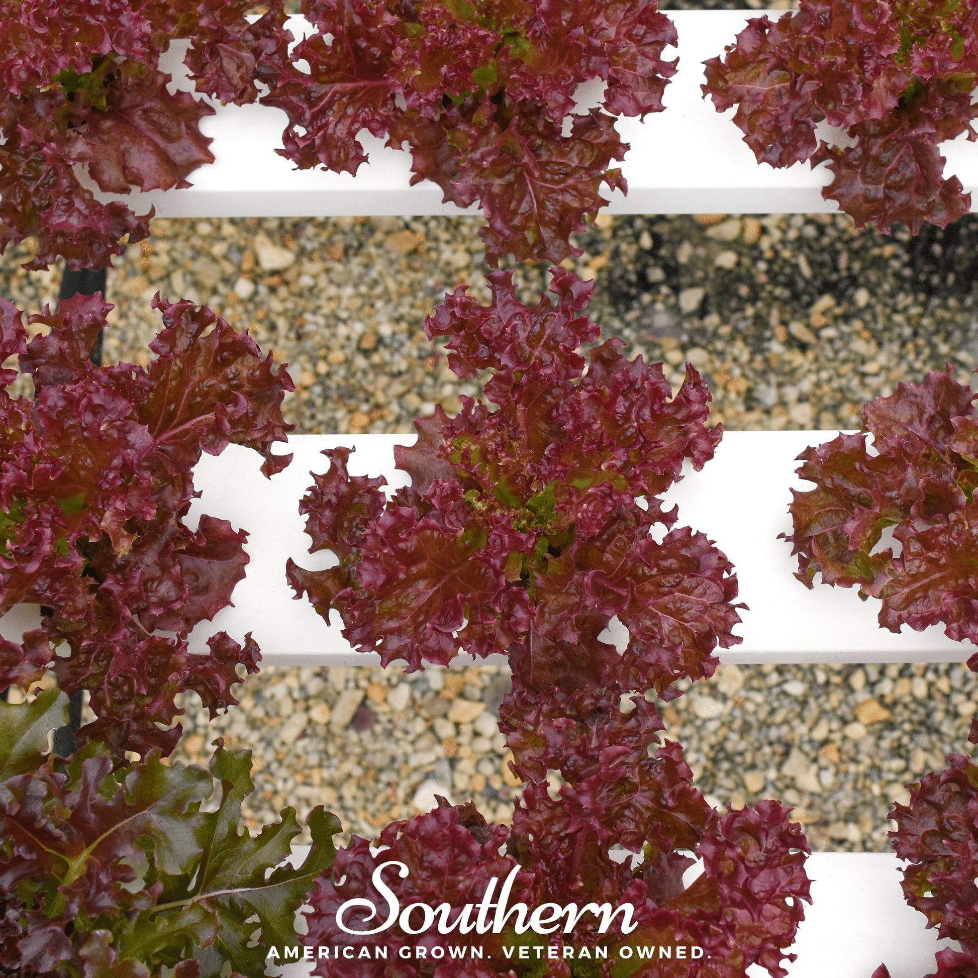 Red leaf lettuce with 'Southern' brand logo and text overlay on a white background.