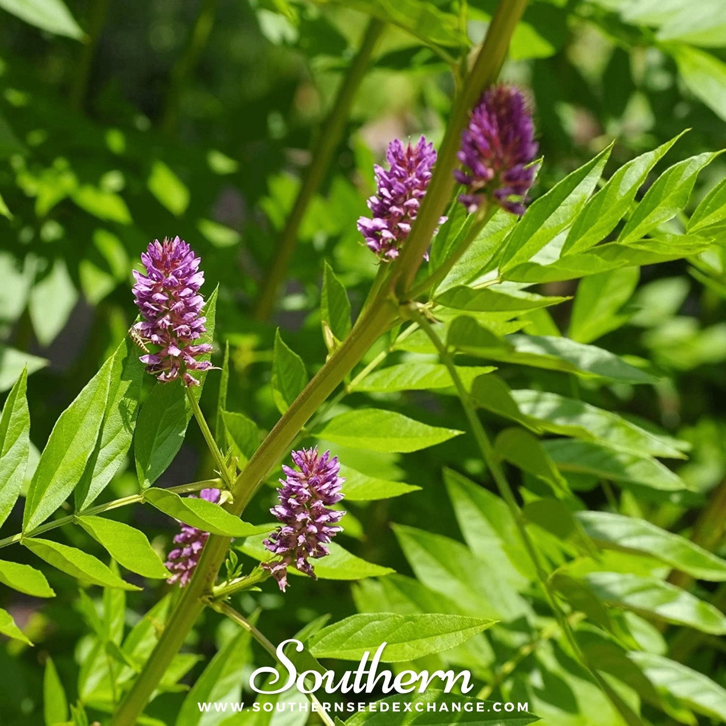 Licorice – 20 Seeds