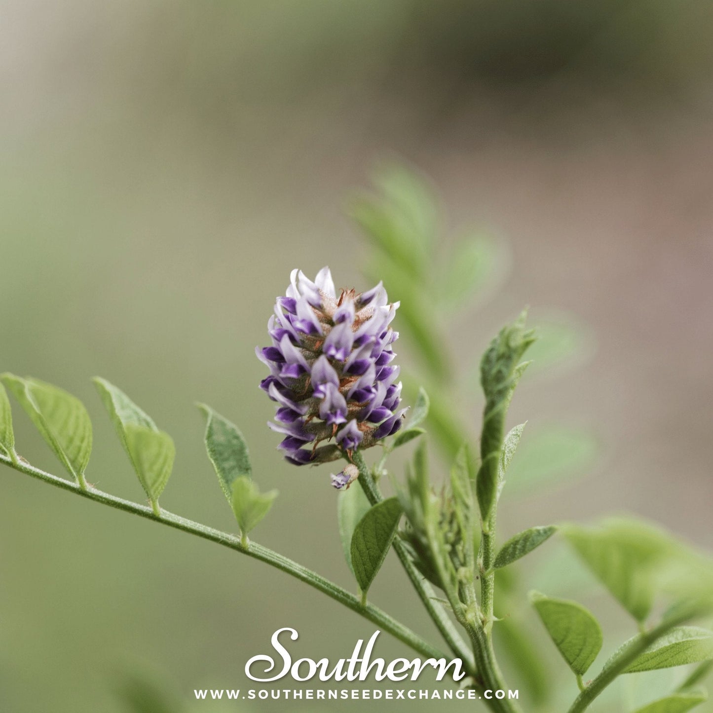 Licorice – 20 Seeds