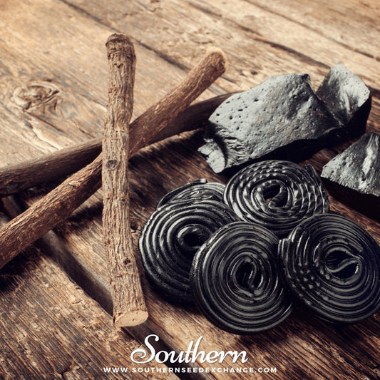 Licorice – 20 Seeds
