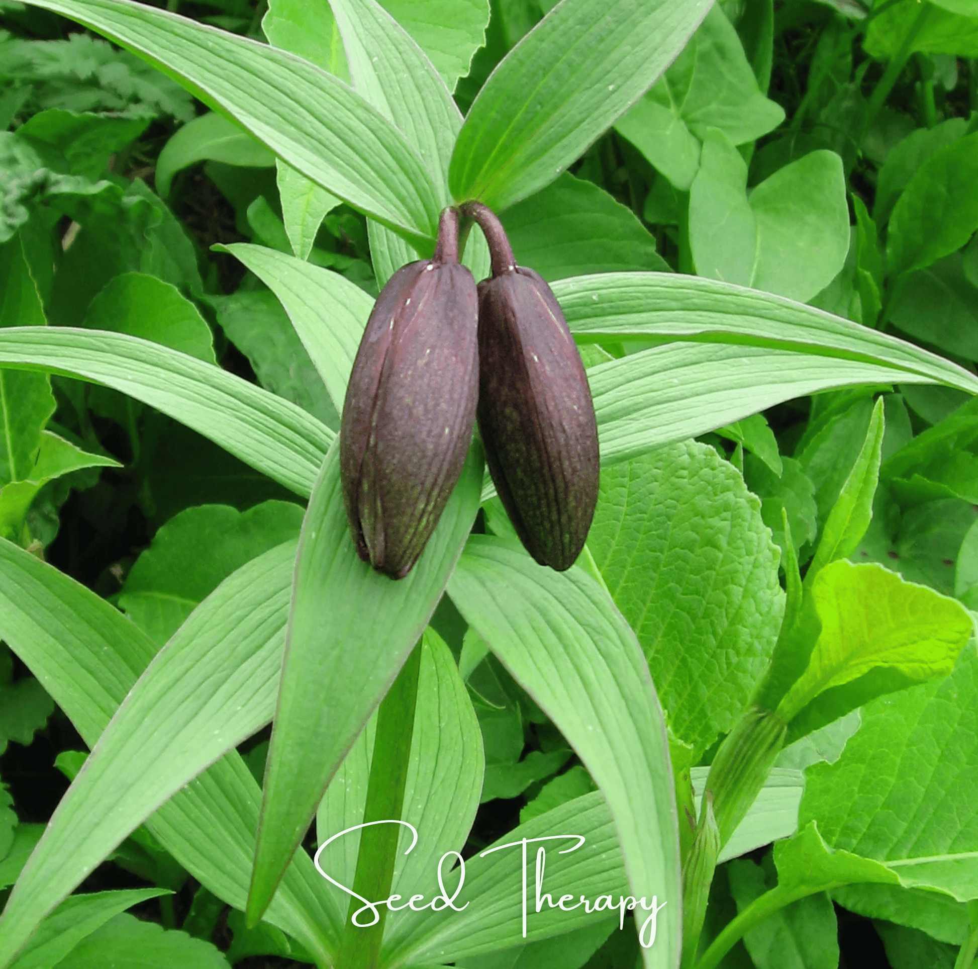 Two brown seed pods on green leaves with 'Seed Therapy' branding.