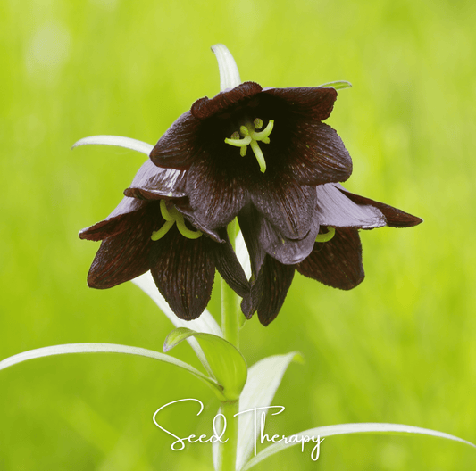 Close-up of a Chocolate Lily flower with green stamens against a blurred green background, featuring the brand 'Seed Therapy'.