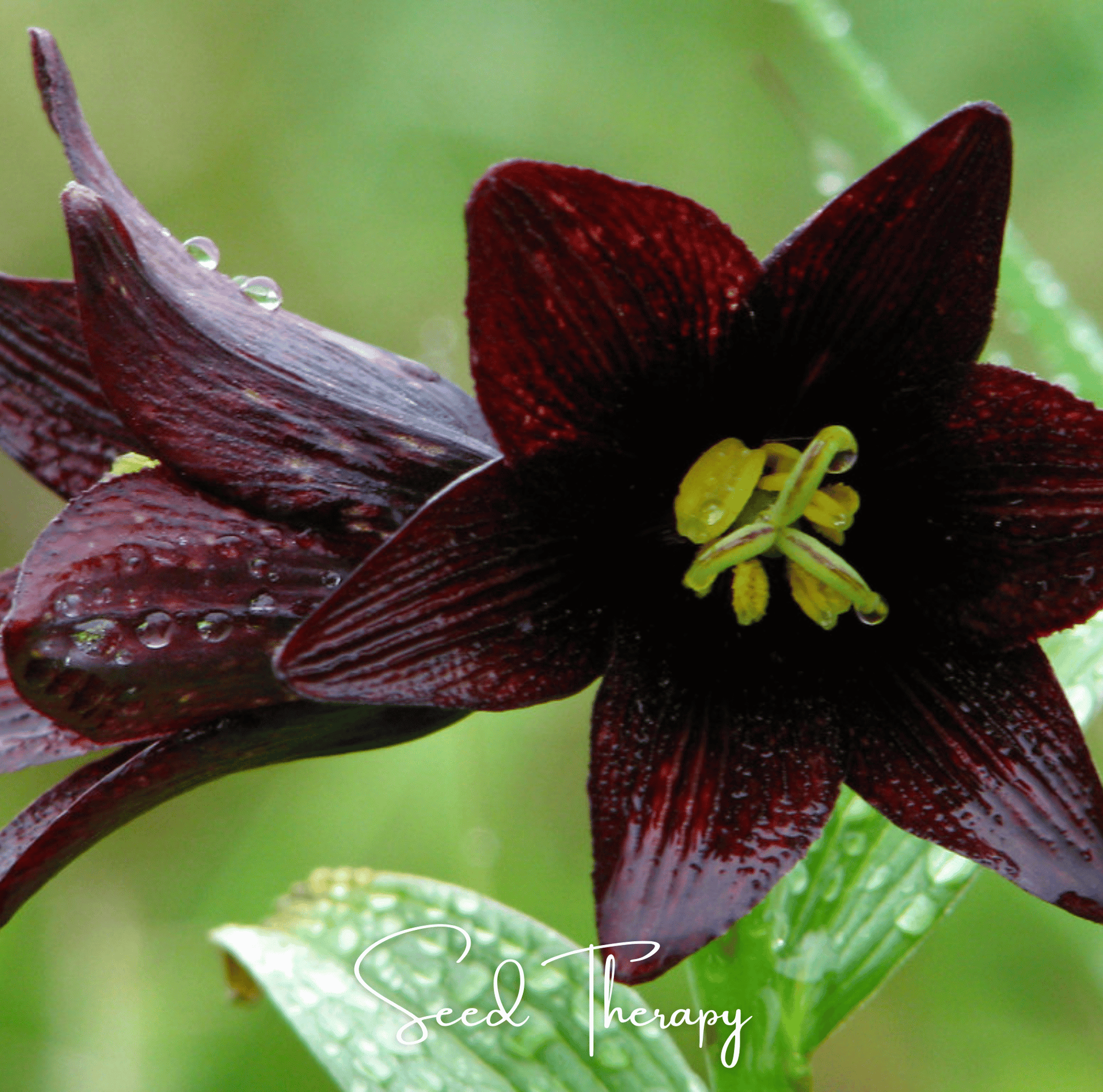 Close-up of a dark Chocolate Lily flower with yellow center on a green background, featuring the brand 'Seed Therapy'.