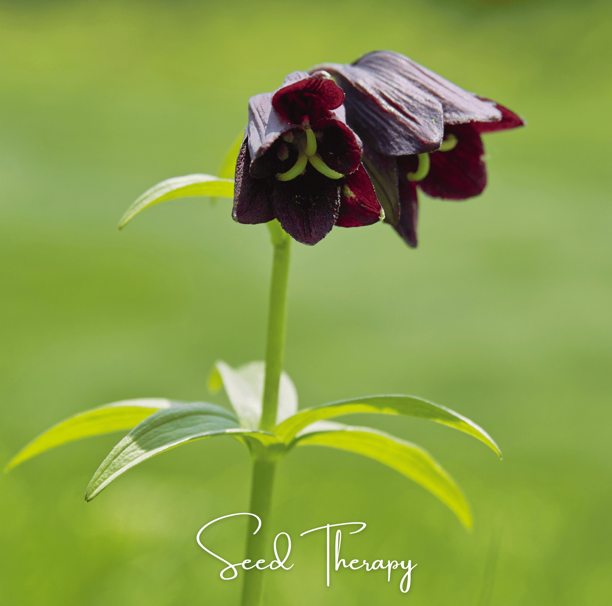 Dark Chocolate Lily flower with green leaves on a blurred green background, featuring 'Seed Therapy' branding.