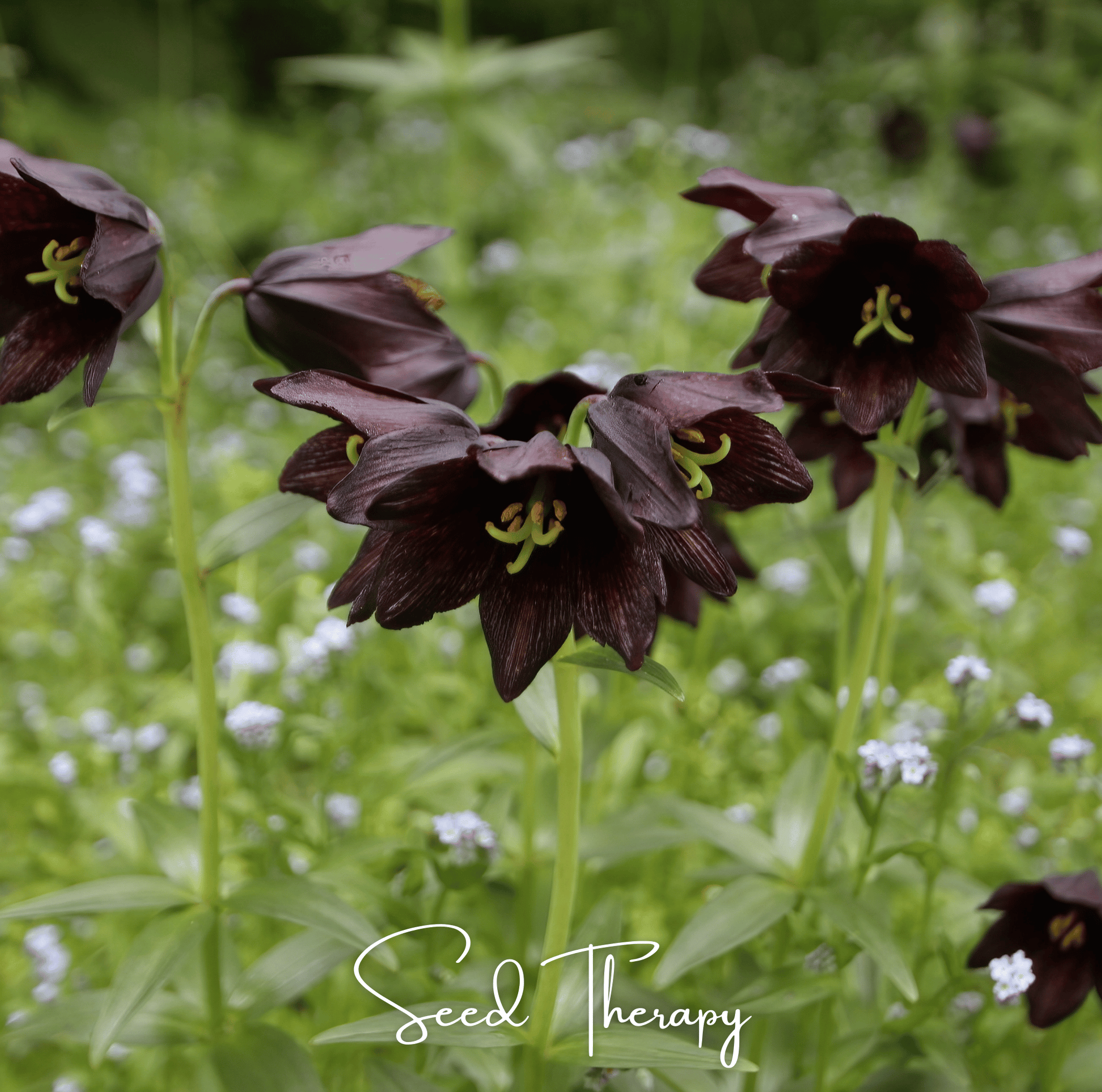 Dark Chocolate Lily flowers with green stems and leaves on a blurred green background, featuring 'Seed Therapy' branding.