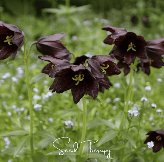 Dark Chocolate Lily flowers with green stems and leaves on a blurred green background, featuring 'Seed Therapy' branding.
