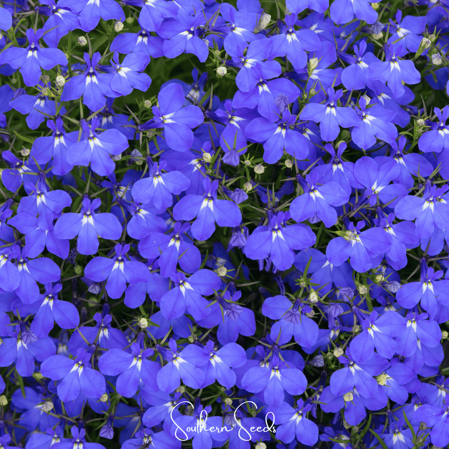 Close-up of bright blue flowers with white centers, branded 'Southern Seeds'.