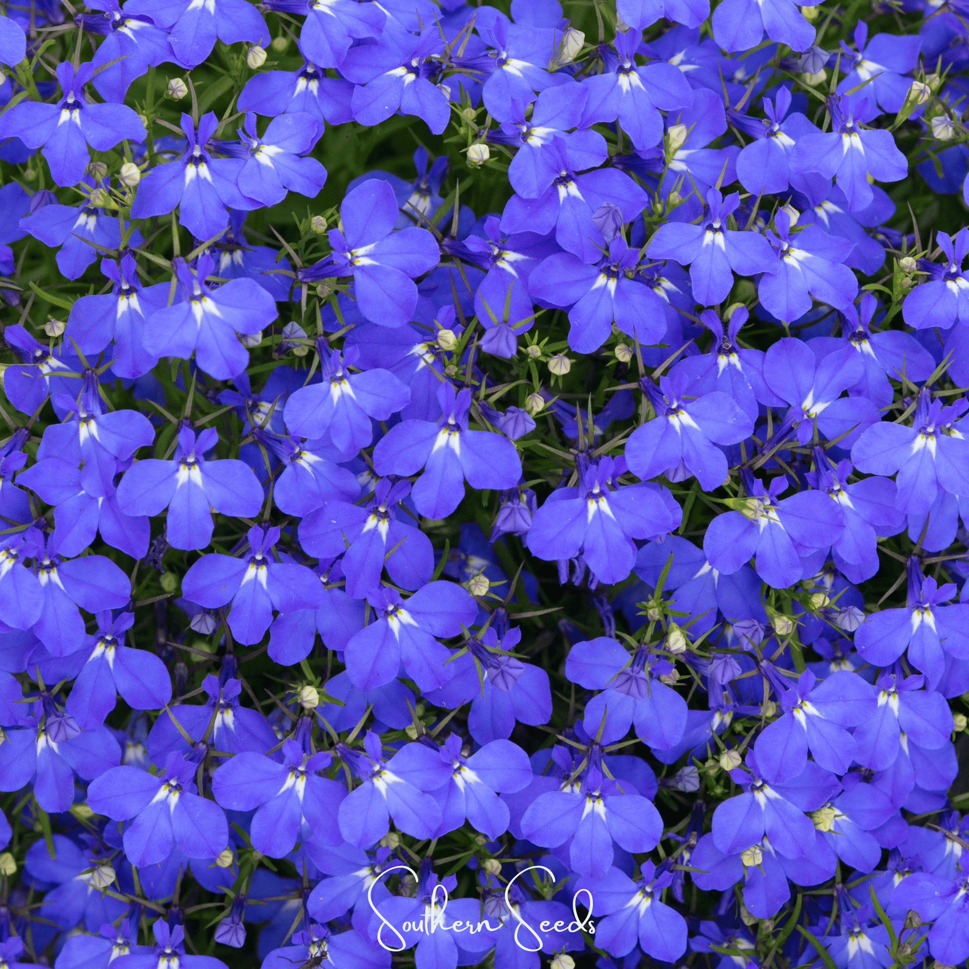 Close-up of bright blue flowers with white centers, branded 'Southern Seeds'.