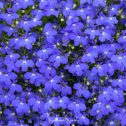 Close-up of bright blue flowers with white centers, branded 'Southern Seeds'.