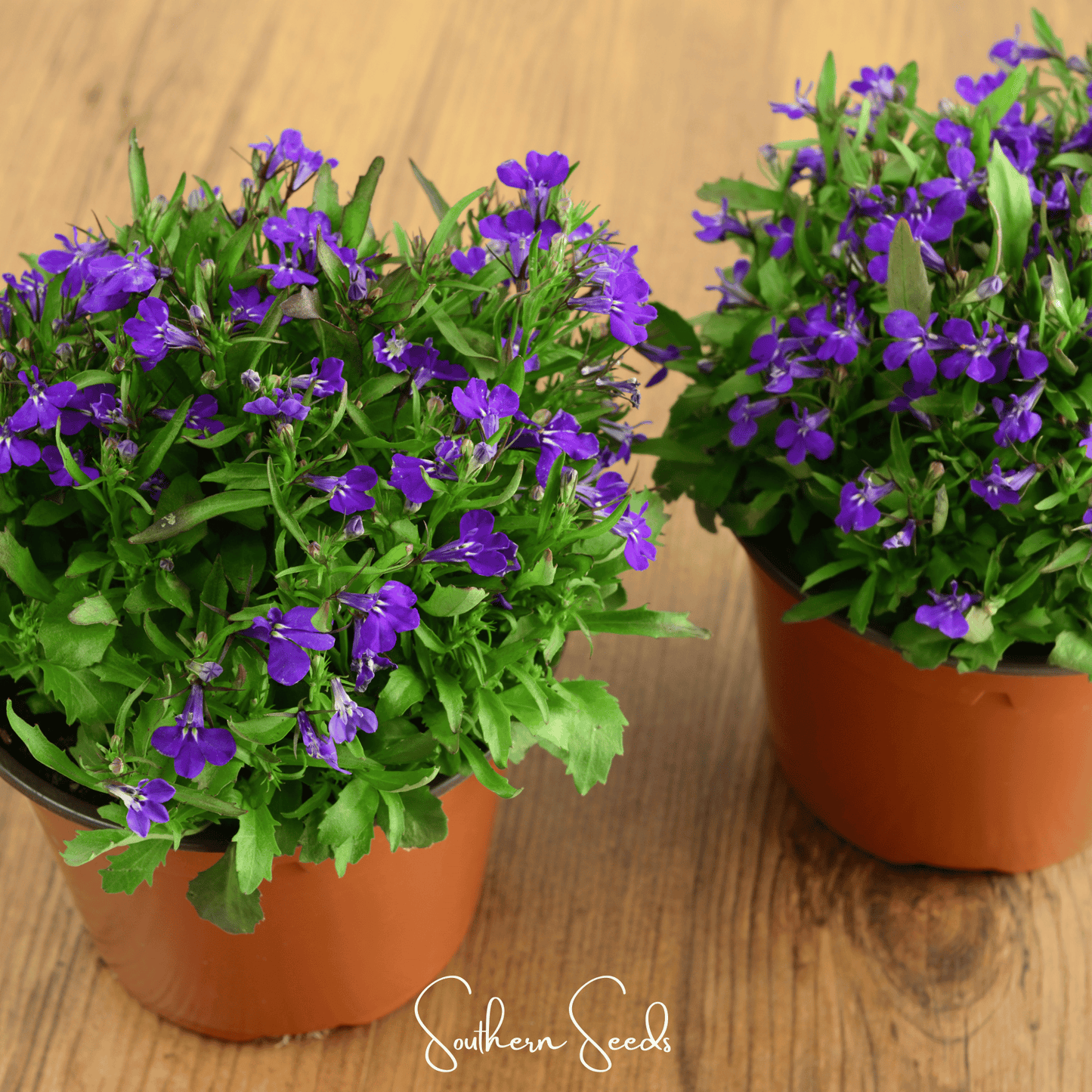 Two potted plants with purple flowers on a wooden surface, featuring the brand 'Southern Seeds'.