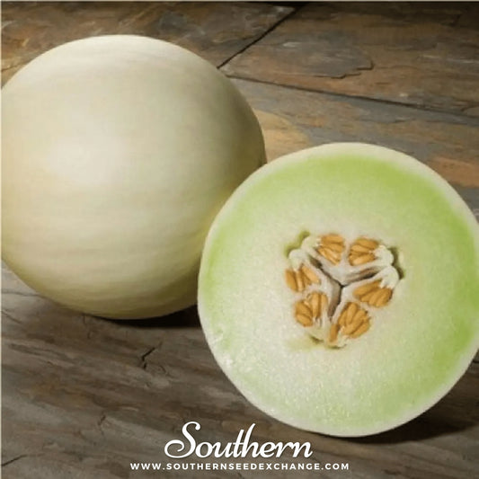 Green Flesh Honeydew Melon – 20 Seeds