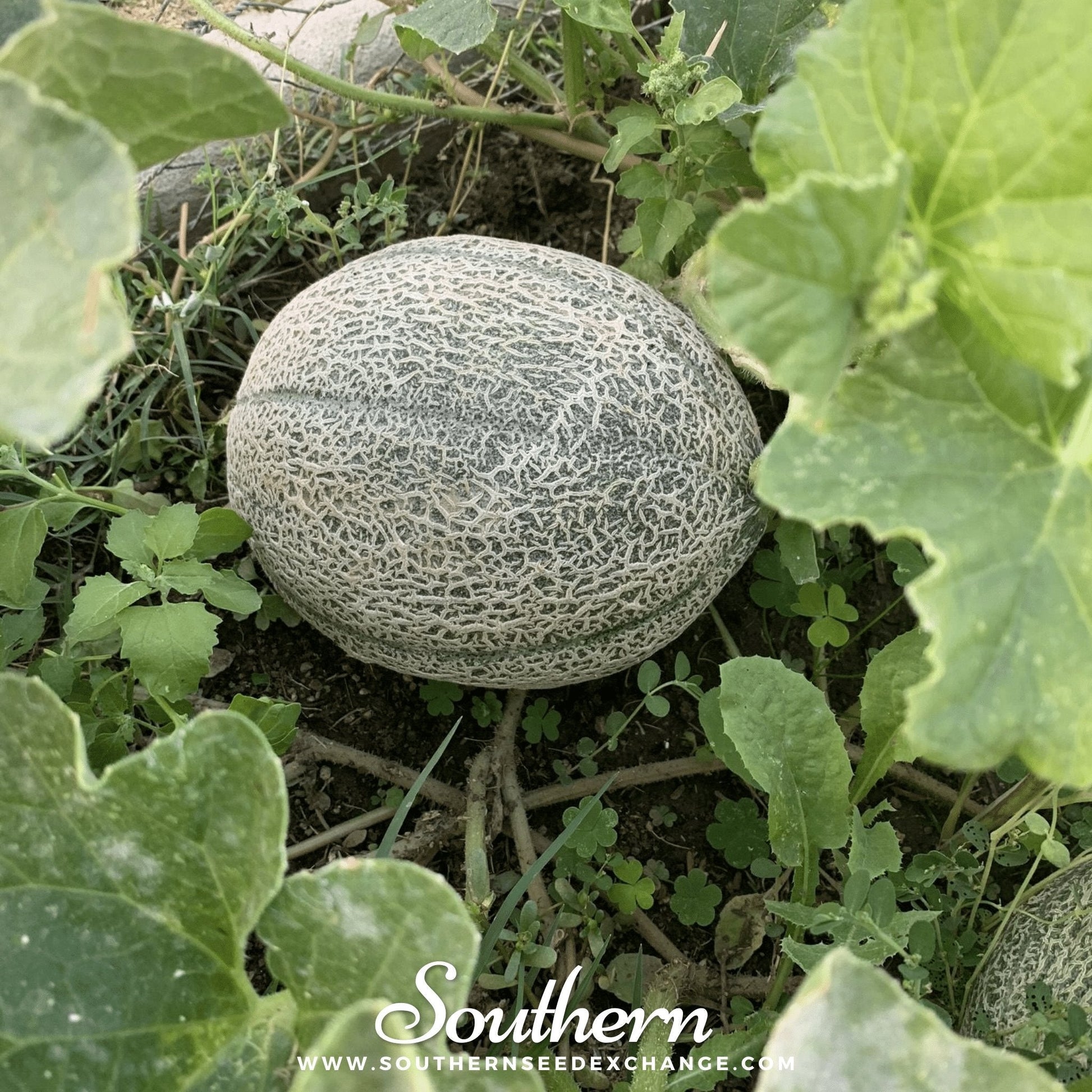 Melon on the ground surrounded by green leaves with 'Southern' branding.