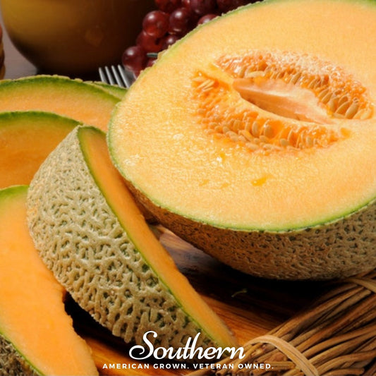 Planter’s Jumbo Melon – 50 Seeds