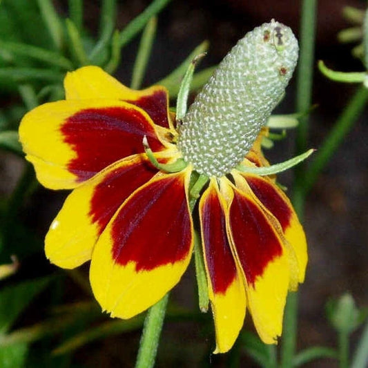 Close-up of a yellow and red coneflower with a green center.
