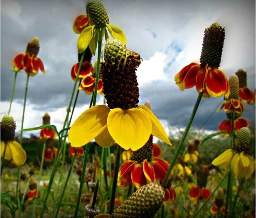 upright prairie coneflower