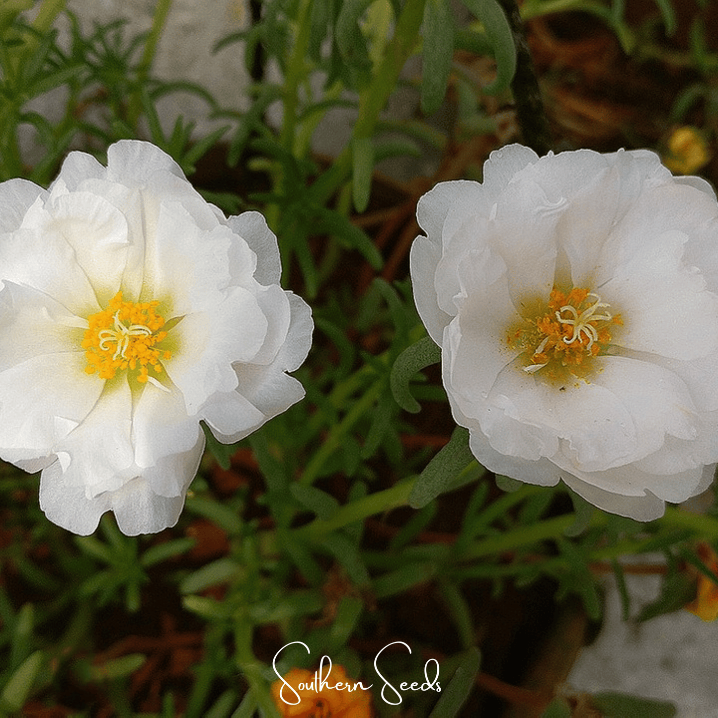 Two white flowers with yellow centers on a green plant background, featuring 'Southern Seeds' branding.