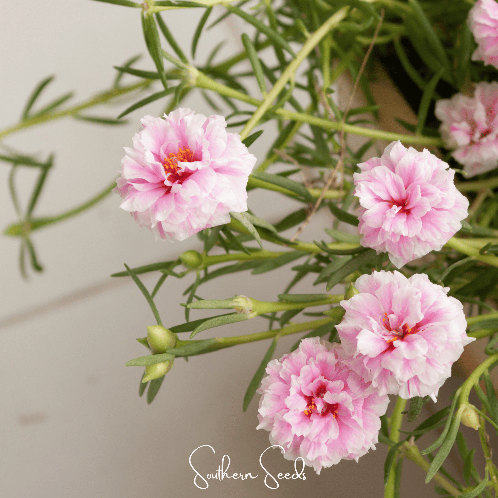 Pink flowers with green leaves on a light background, featuring the brand 'Southern Seeds'.