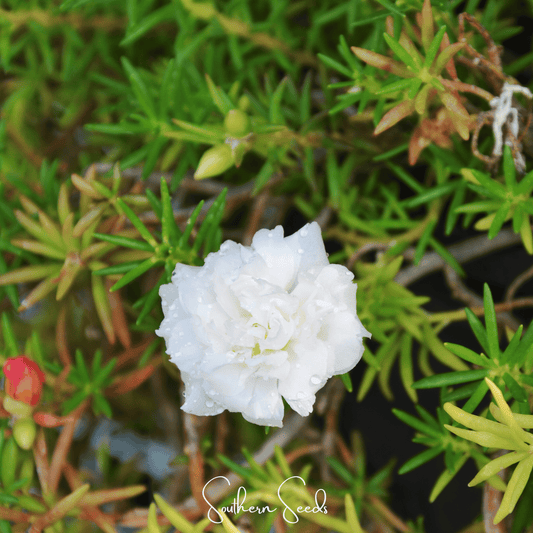 White flower among green foliage with 'Southern Seeds' branding.