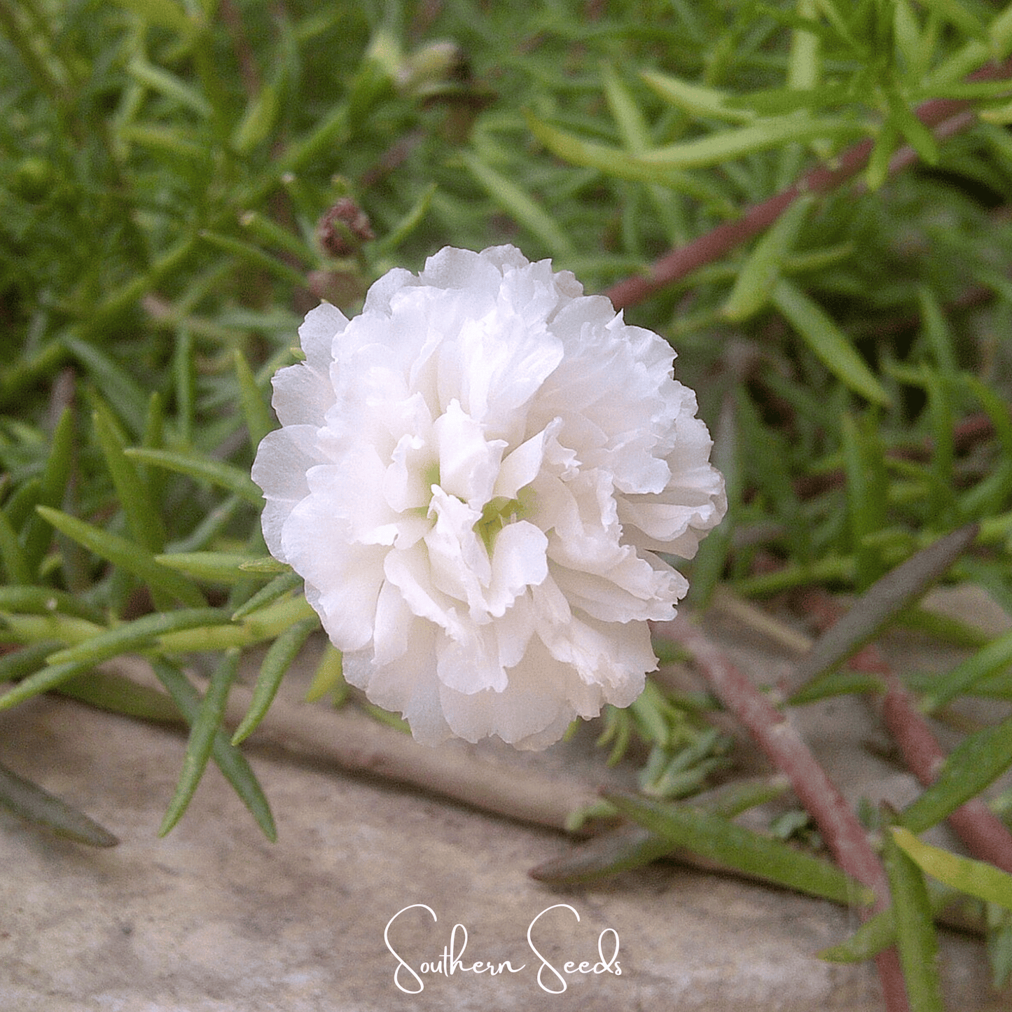 White flower with green leaves on a natural background