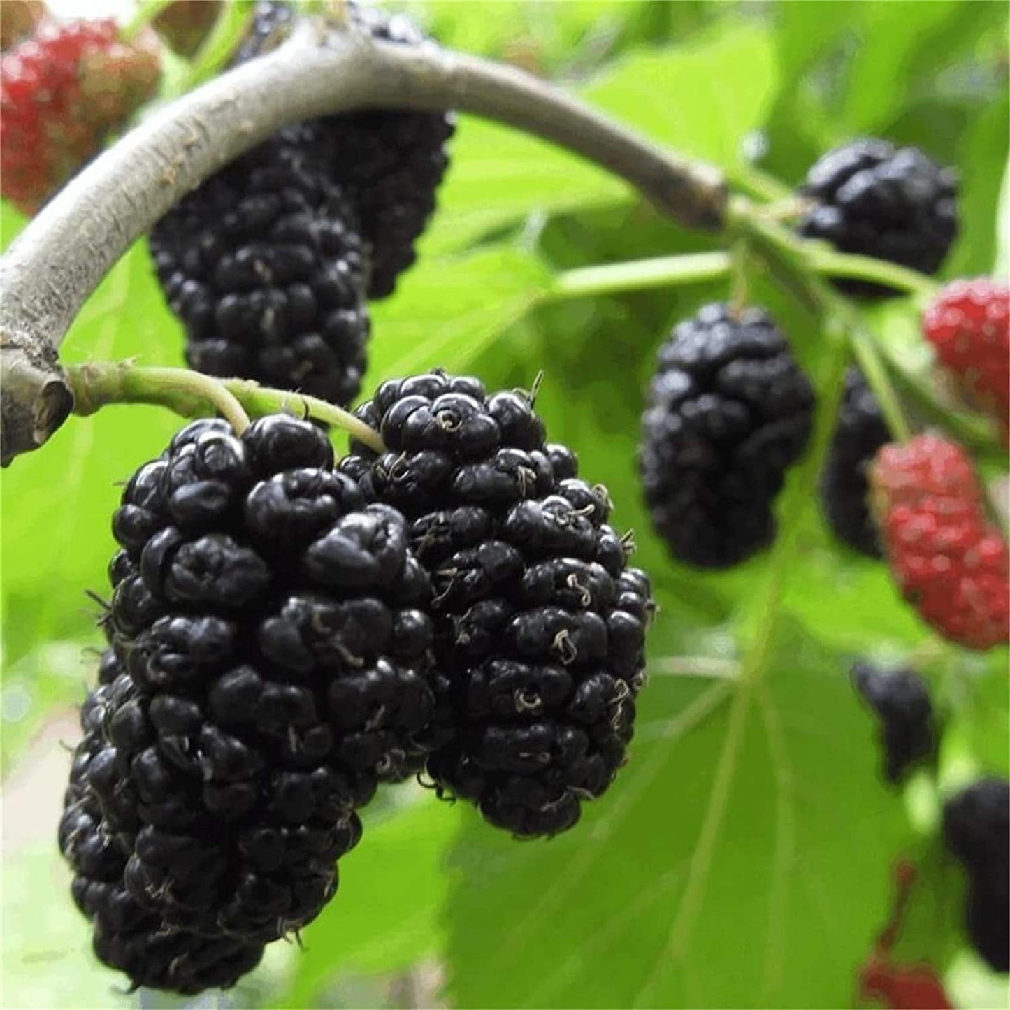 Black and red mulberries on a branch with green leaves.