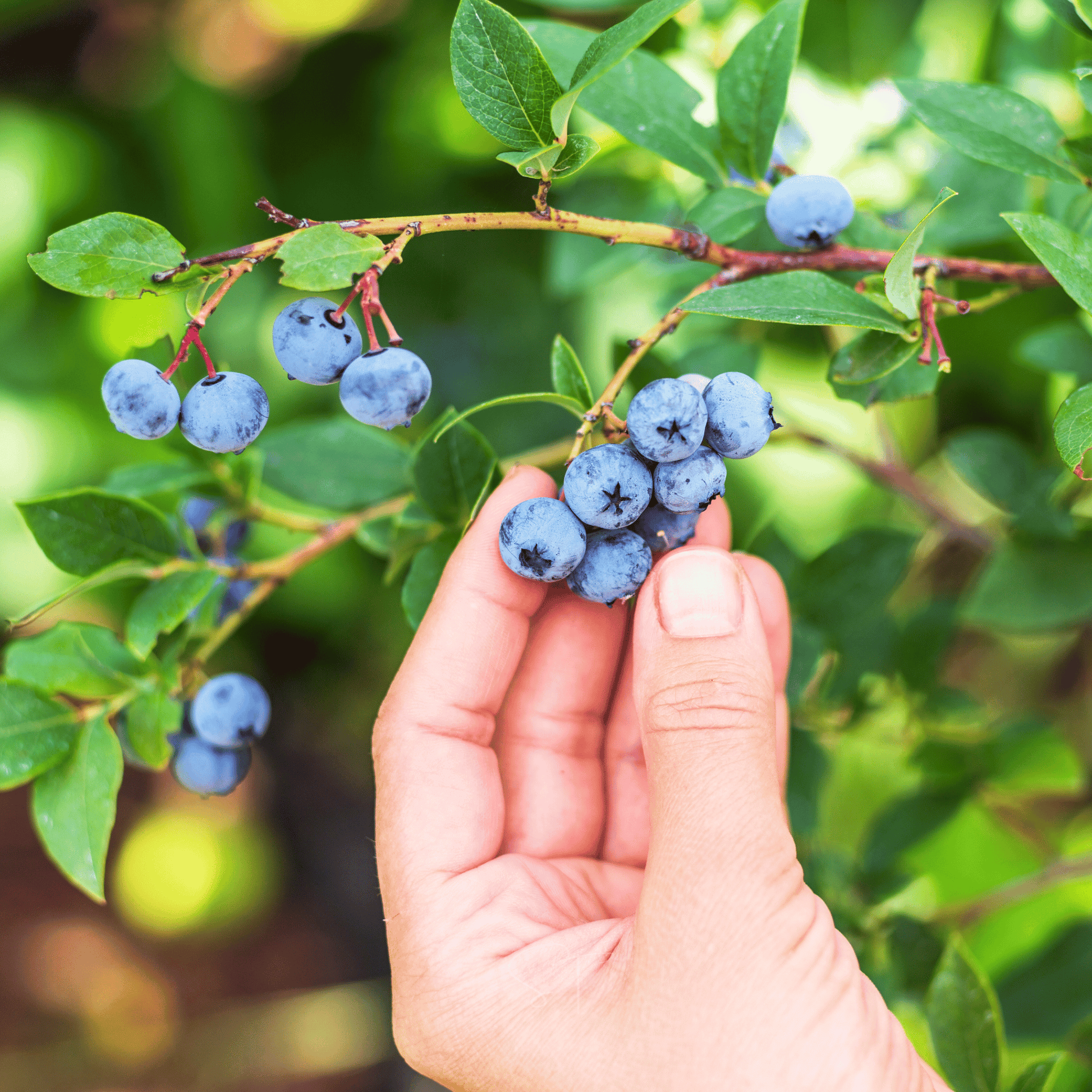Hand holding blueberries on a branch with green leaves
