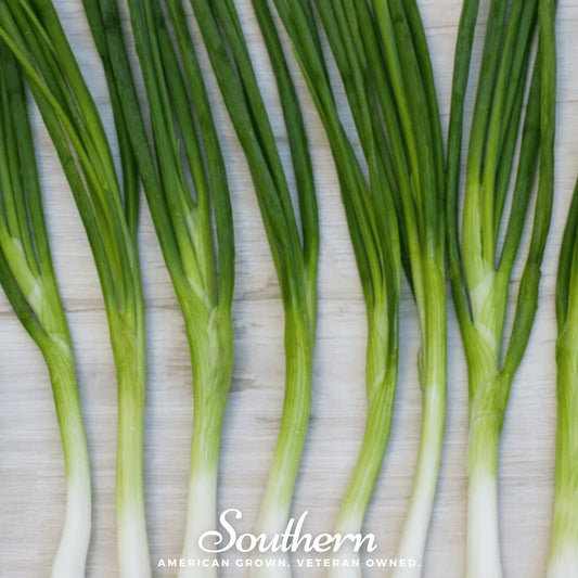 Evergreen Bunching Onion – 200 Seeds