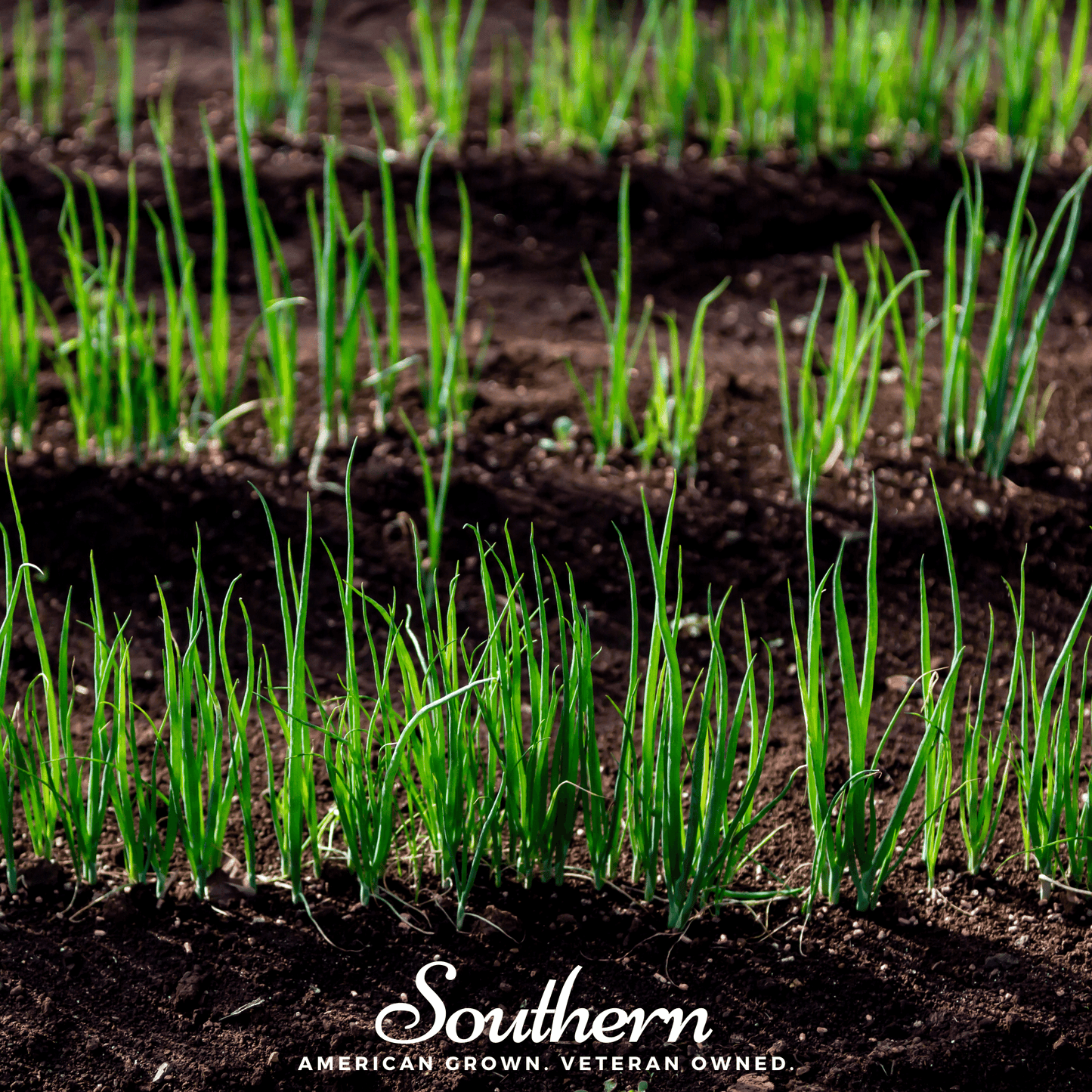 Young green onion plants growing in soil with 'Southern' brand logo at the bottom.