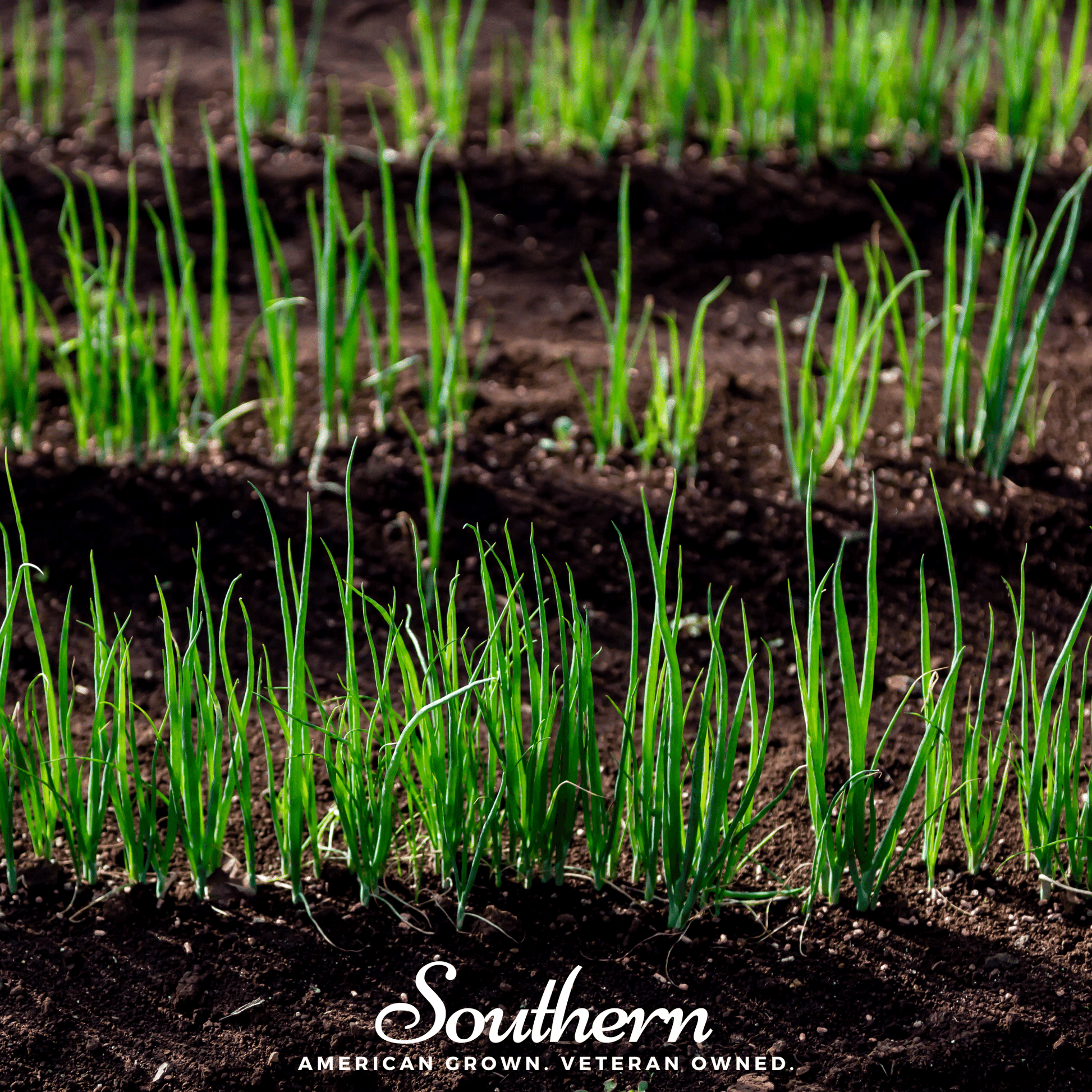 Young green onion plants growing in soil with 'Southern' brand logo at the bottom.