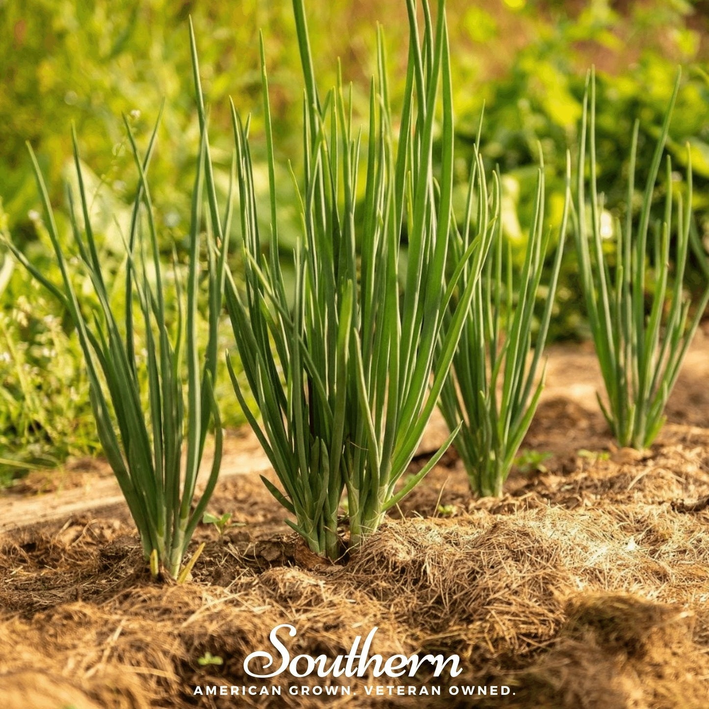 Green onion plants growing in a garden with 'Southern' branding.