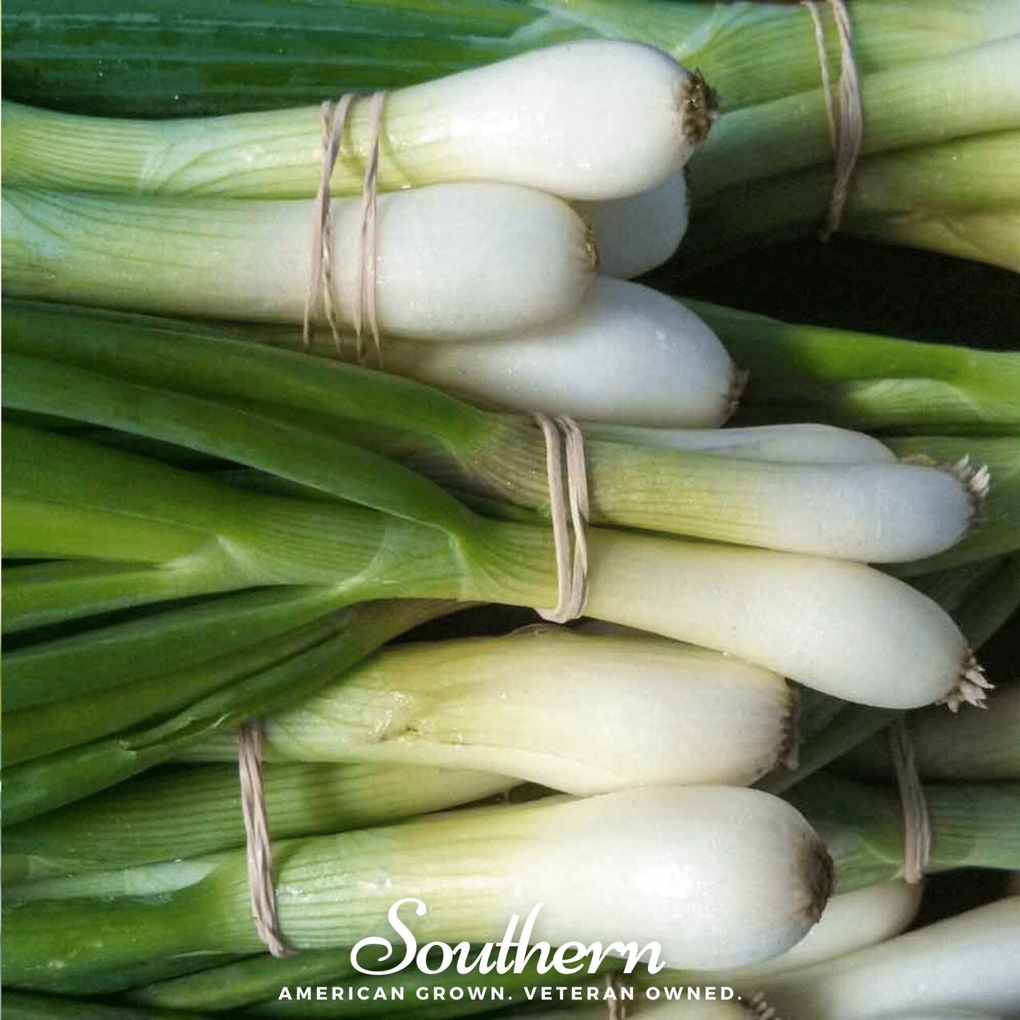 Tokyo Long White Onion – 200 Seeds