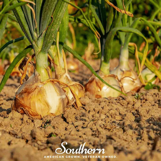 Utah Yellow Sweet Spanish Onion – 200 Seeds