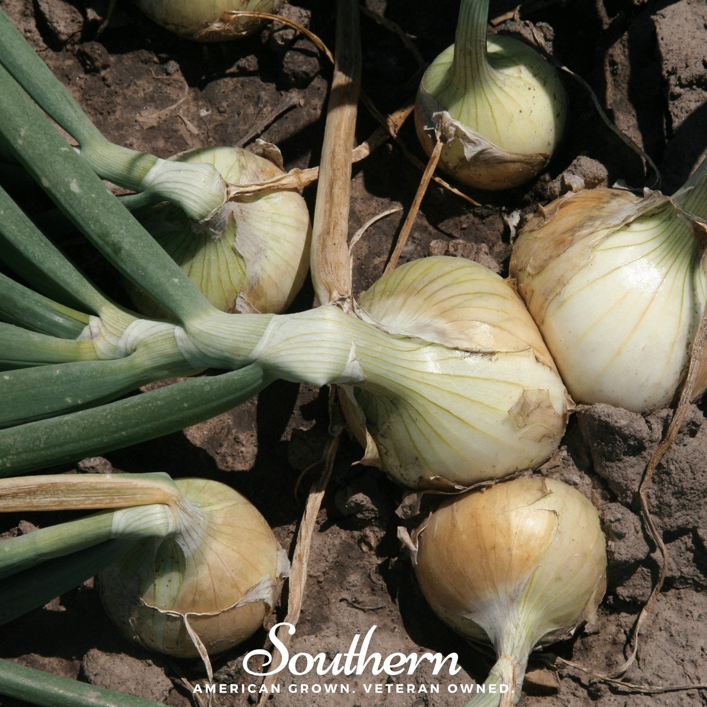 Onions growing in the ground with 'Southern' brand logo.