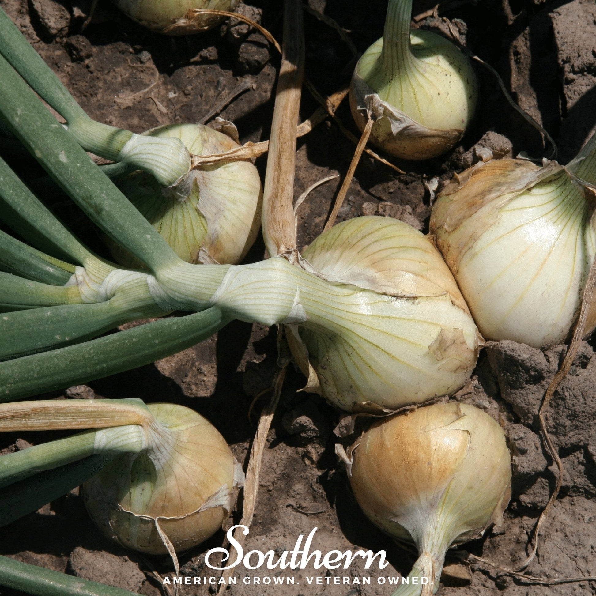 Onions growing in the ground with 'Southern' brand logo.