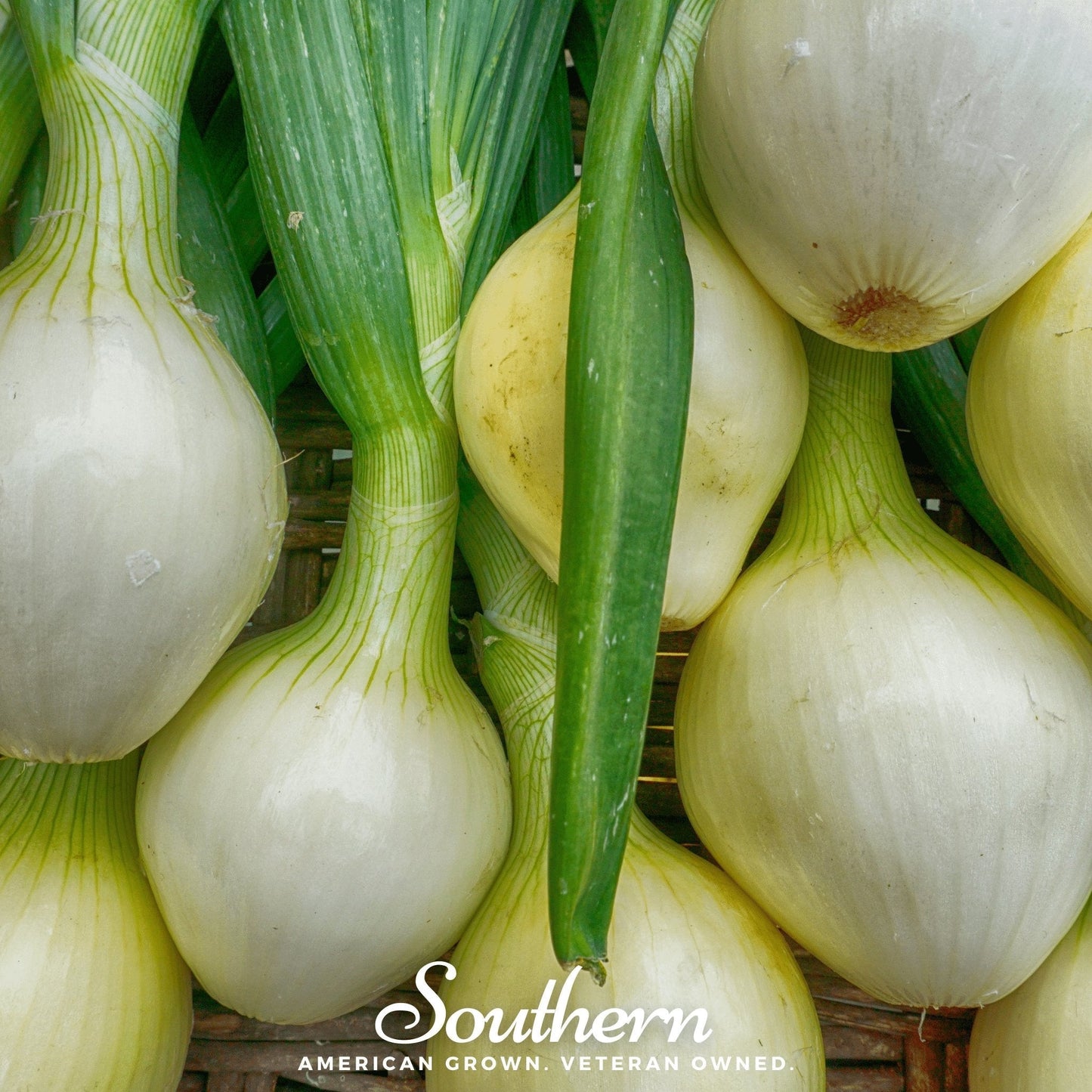 Close-up of white onions with green tops in a basket, featuring the 'Southern' brand.