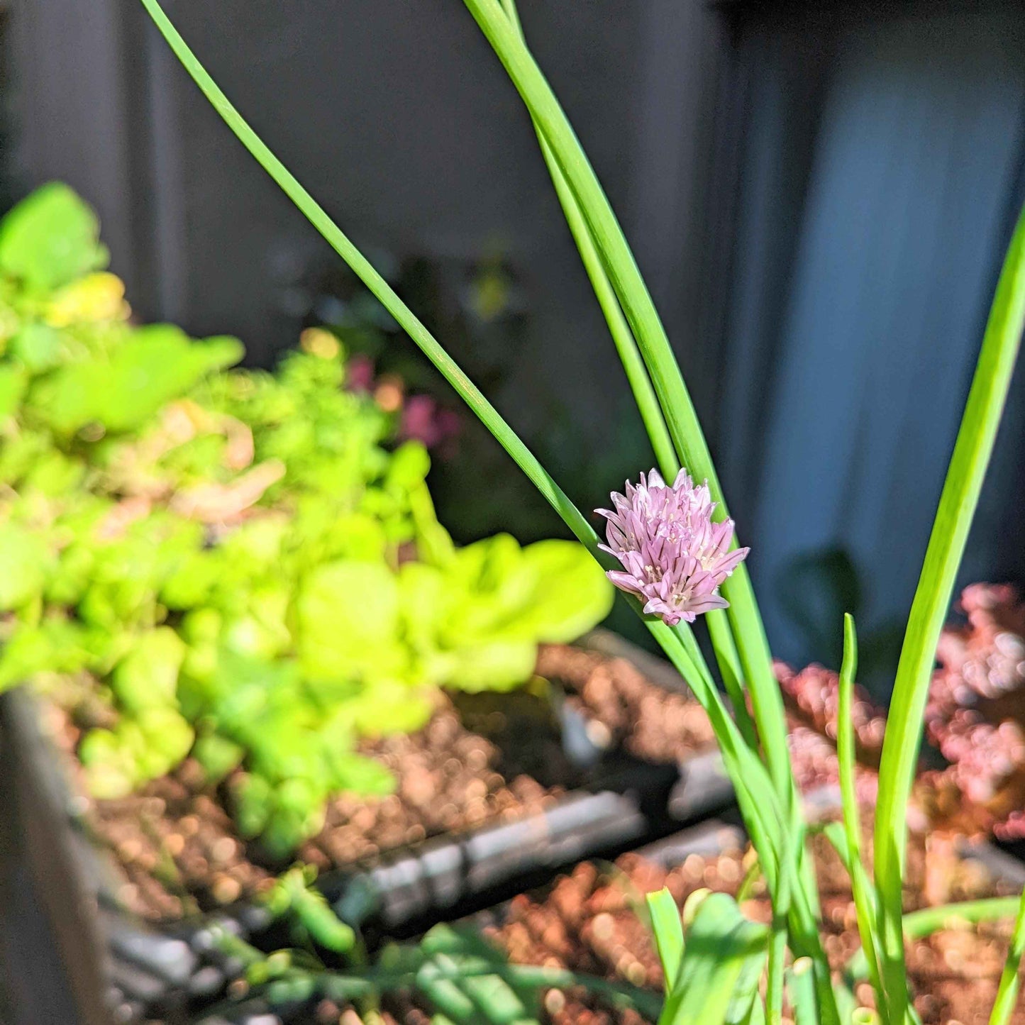 Organic Chives Seeds
