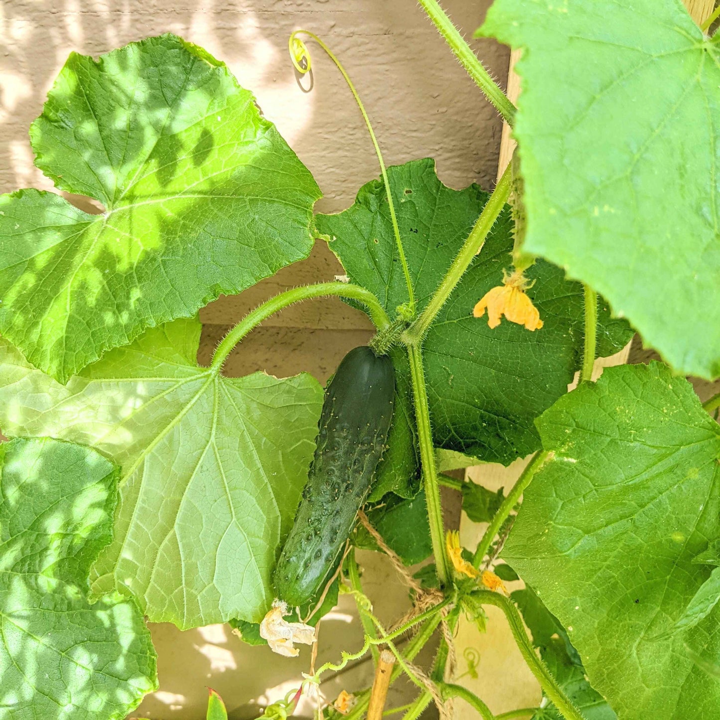 Cucumber growing on a vine with green leaves