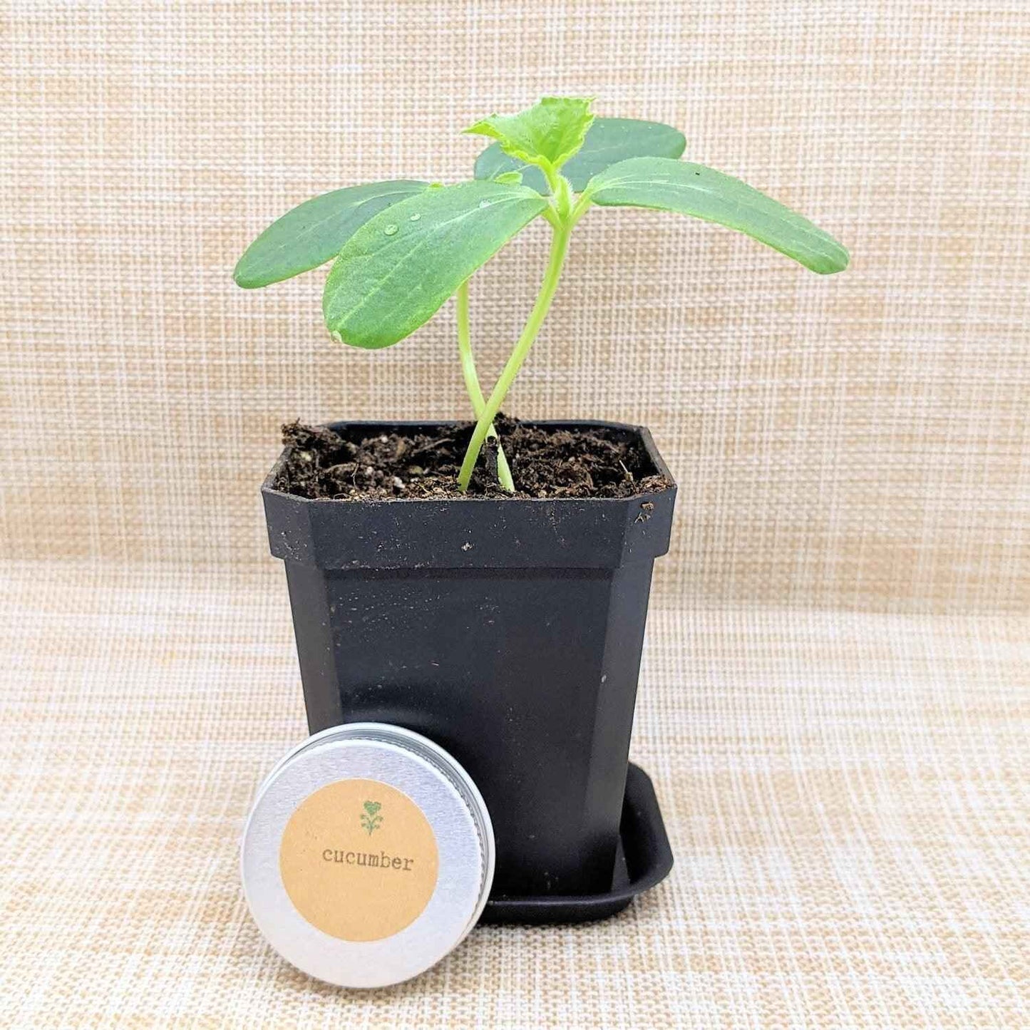 Small potted cucumber plant with a label on a textured beige background