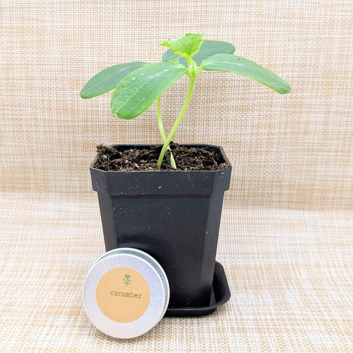 Small potted cucumber plant with a label on a textured beige background