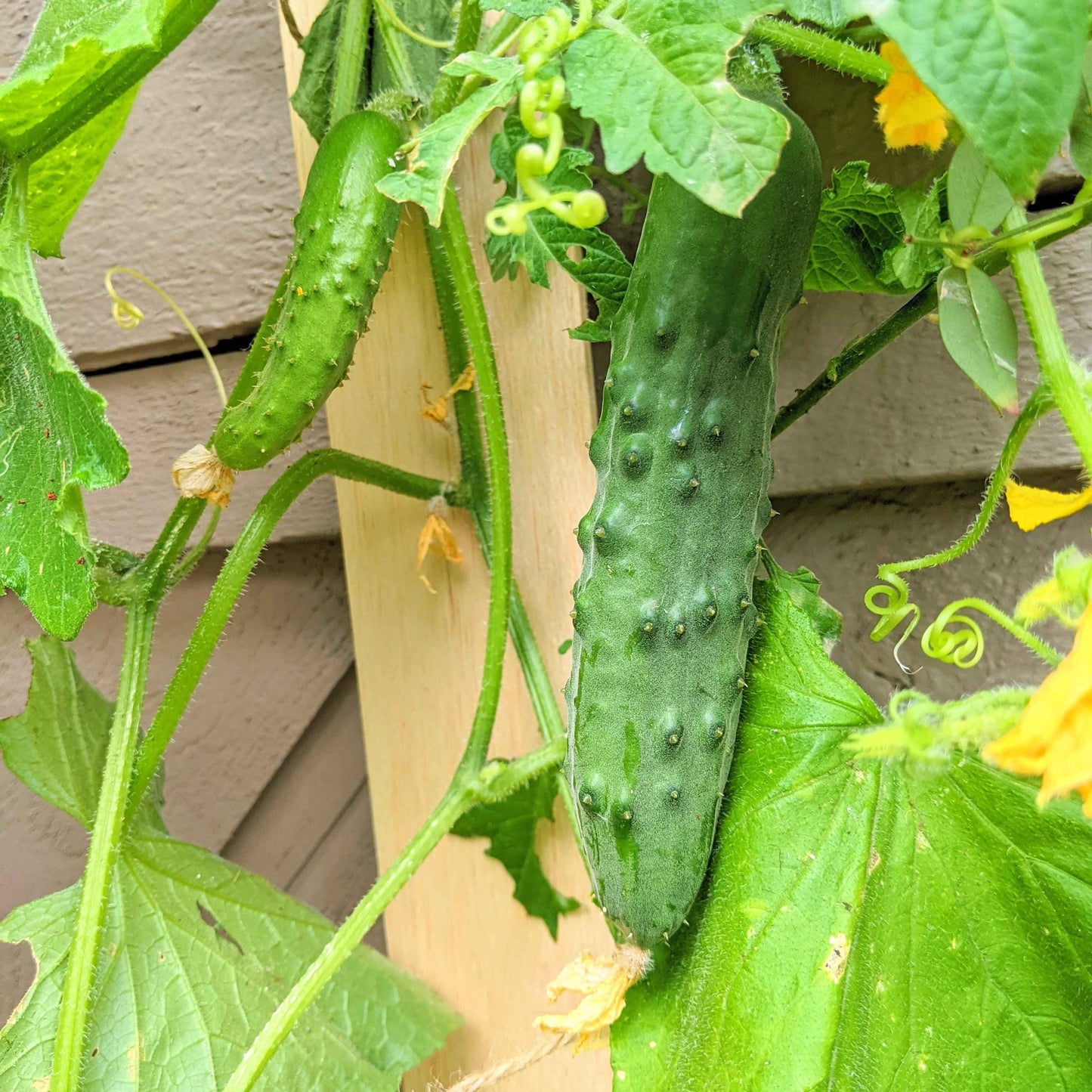 Organic Cucumber Seeds