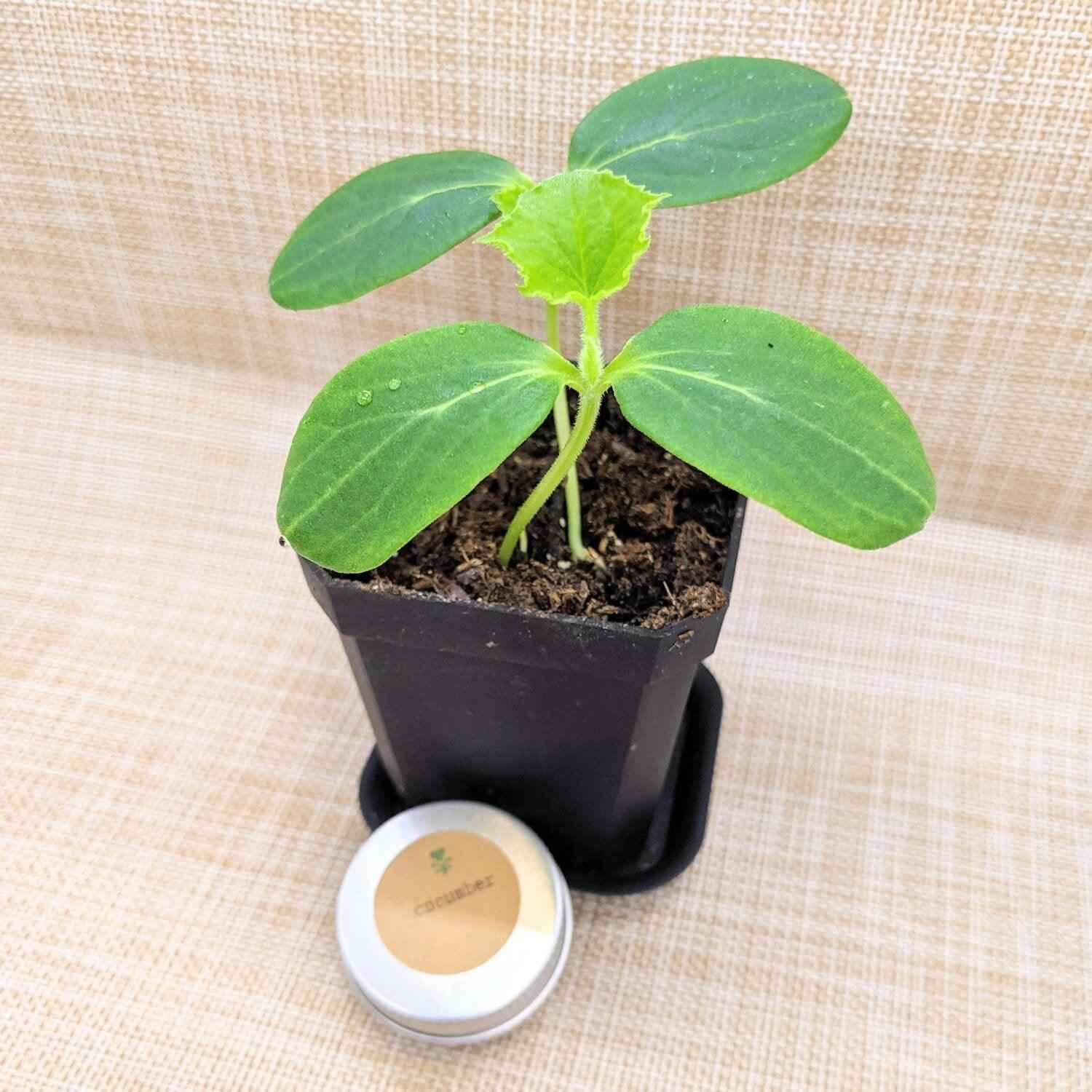 Small potted cucumber plant with a small container on a textured fabric background
