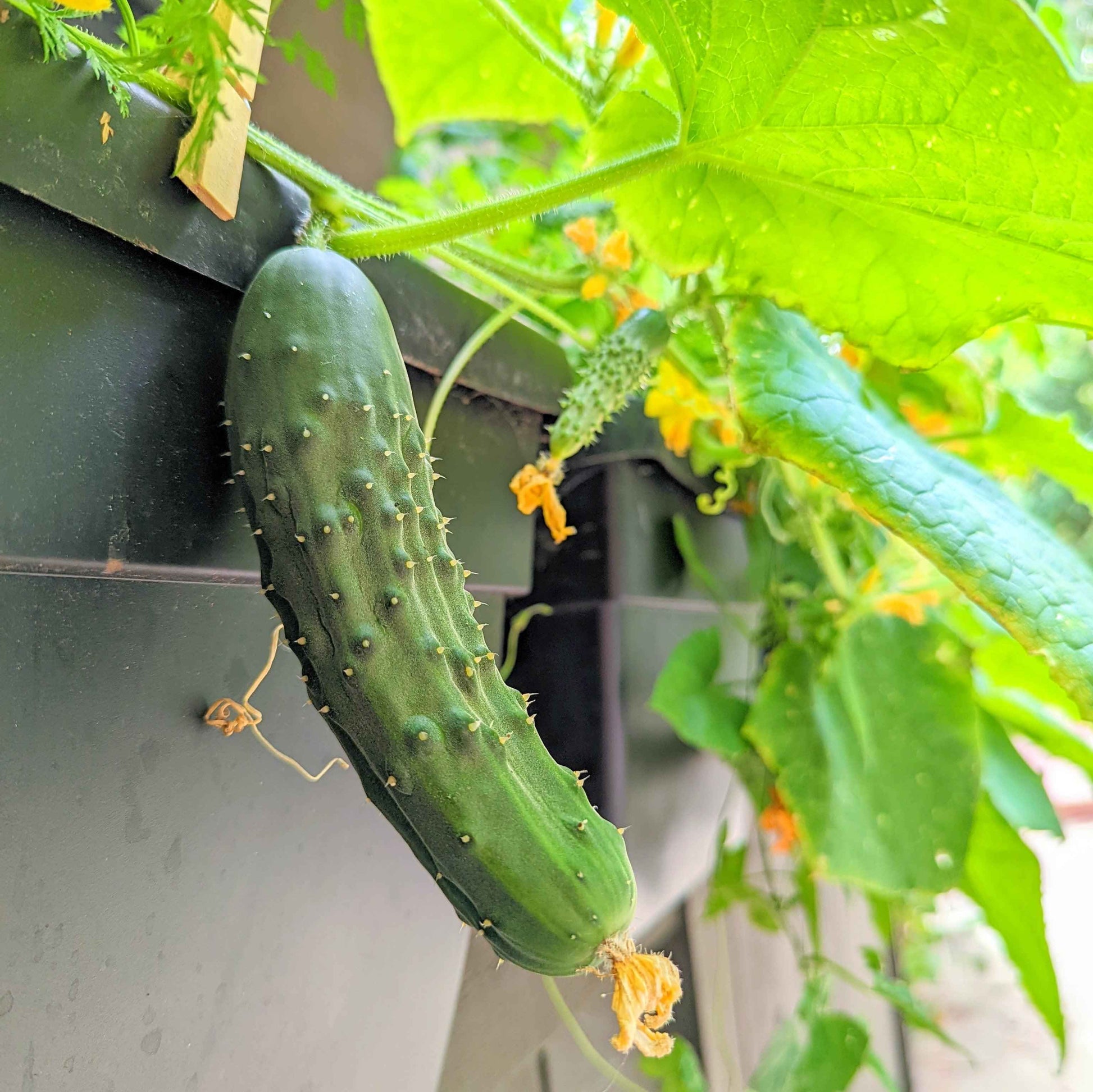 Green cucumber growing on a vine with leaves and flowers.