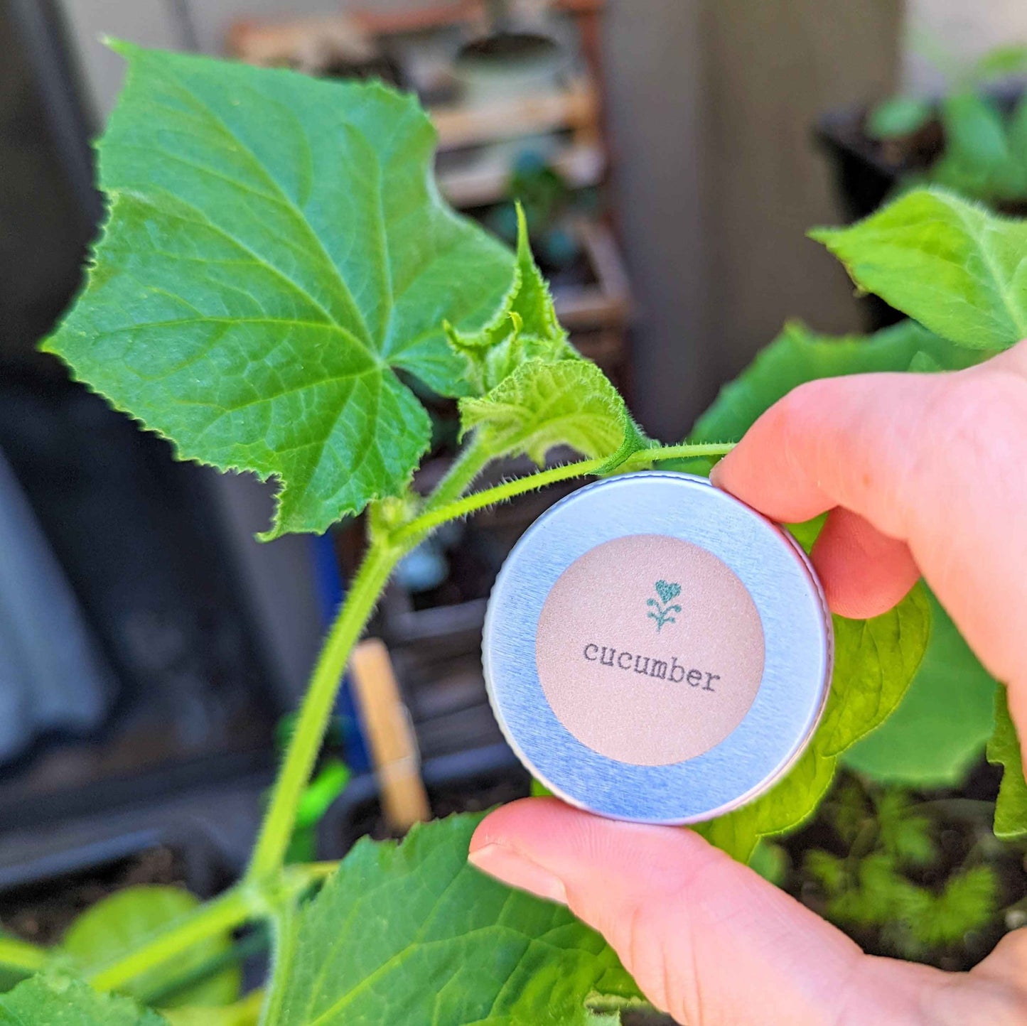 Hand holding a small container labeled 'cucumber' among cucumber vines