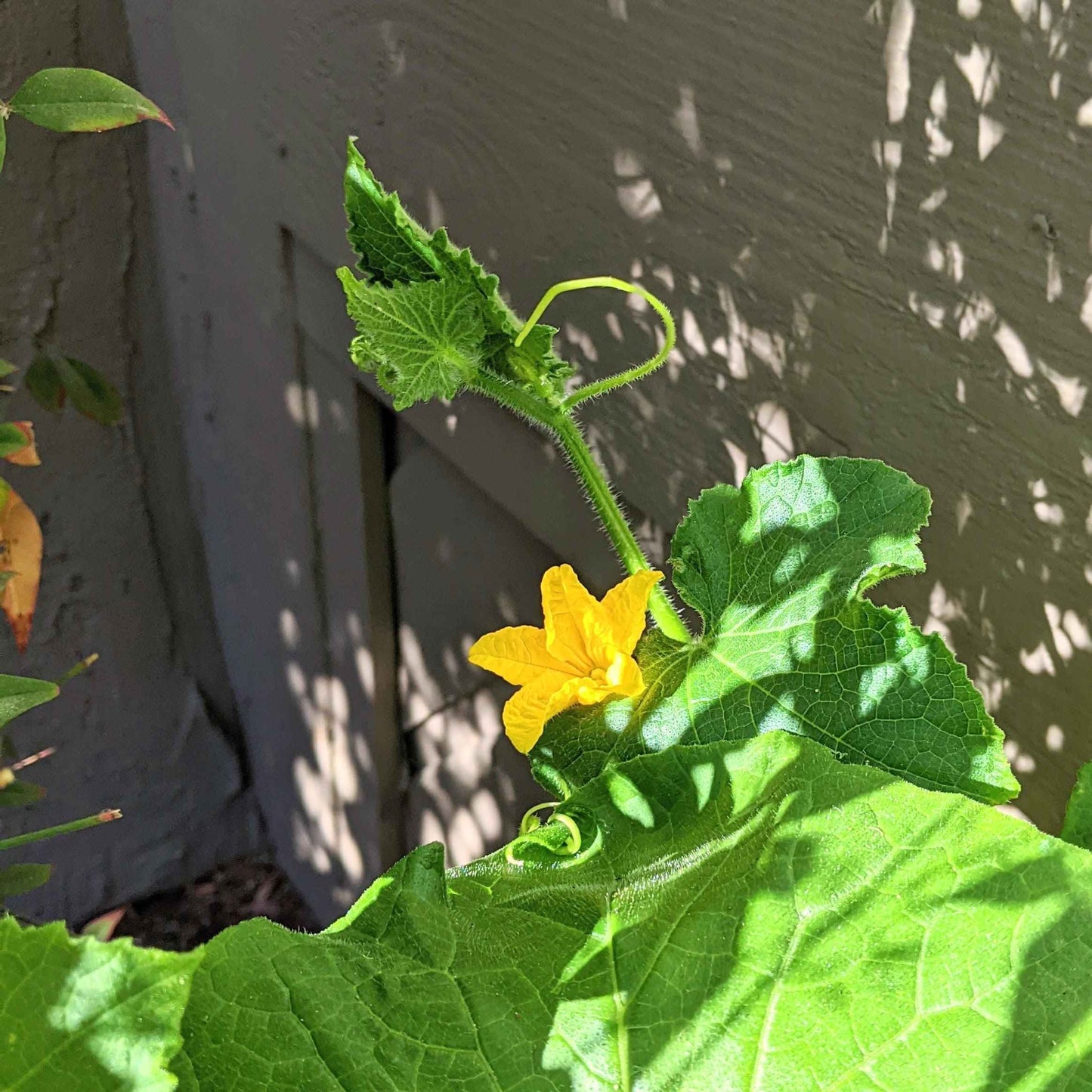 Yellow flower of a vine plant with green leaves against a gray wall.