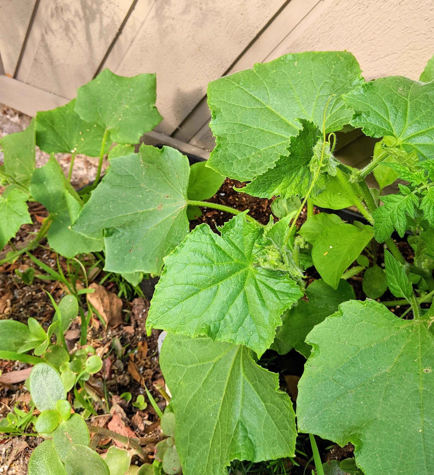 Close-up of green leafy cucumber vines with a wooden surface in the background