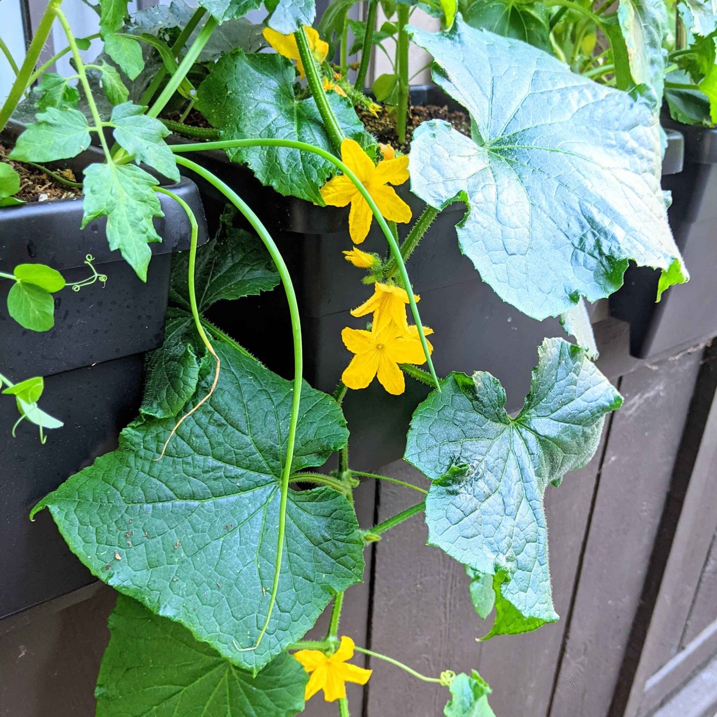 Cucumber plant with green leaves and yellow flowers in a garden setting.