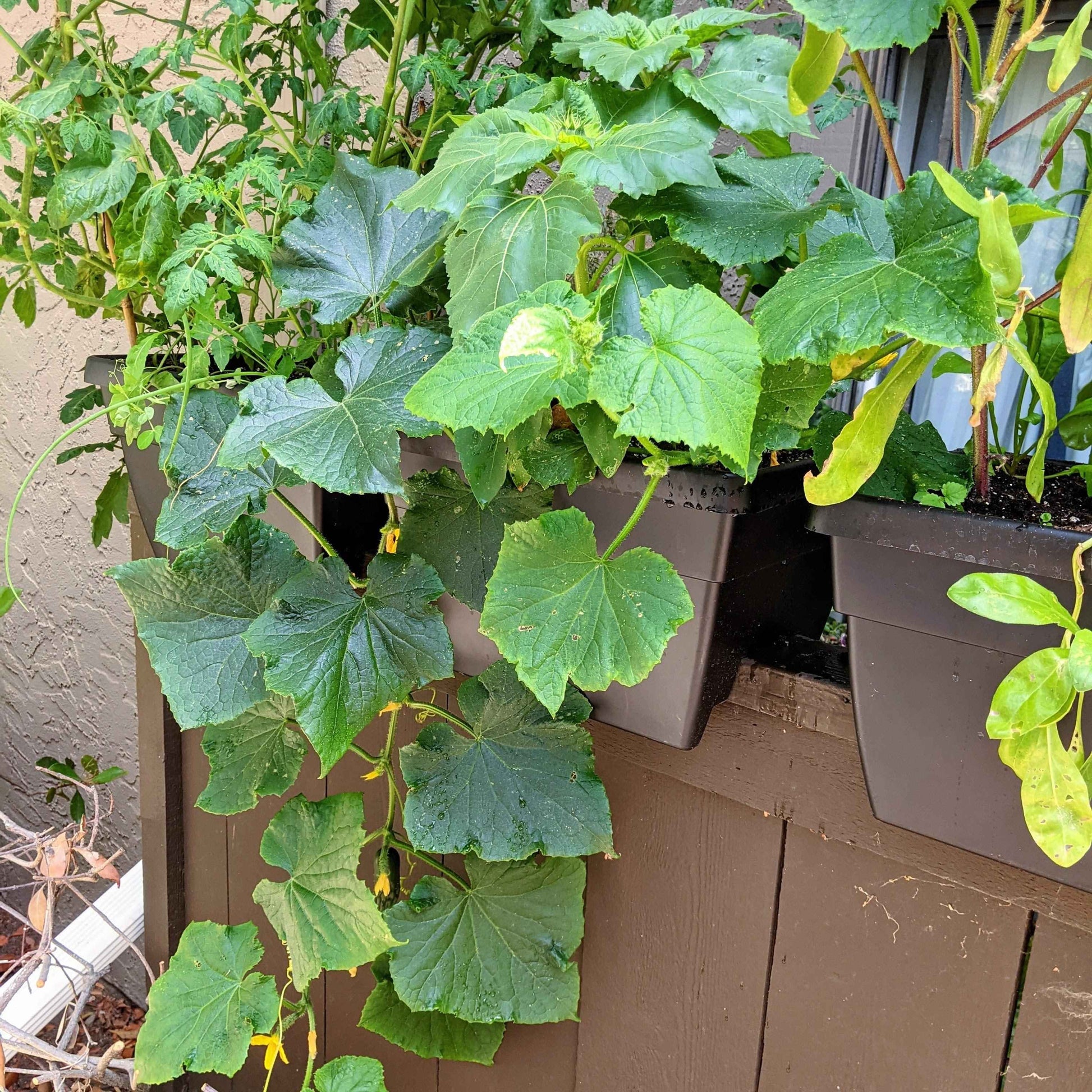 Potted cucumber plants with large green leaves against a neutral wall.