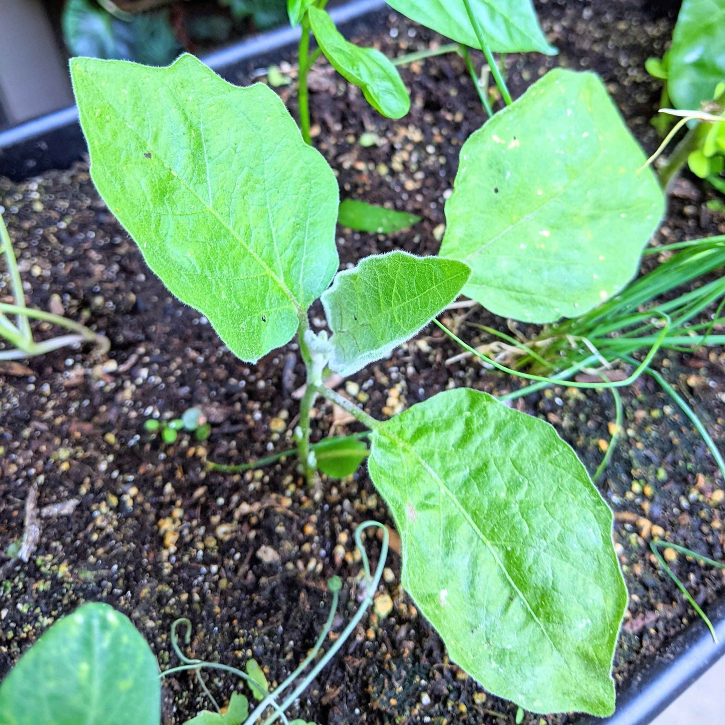 Close-up of young green plants in soil
